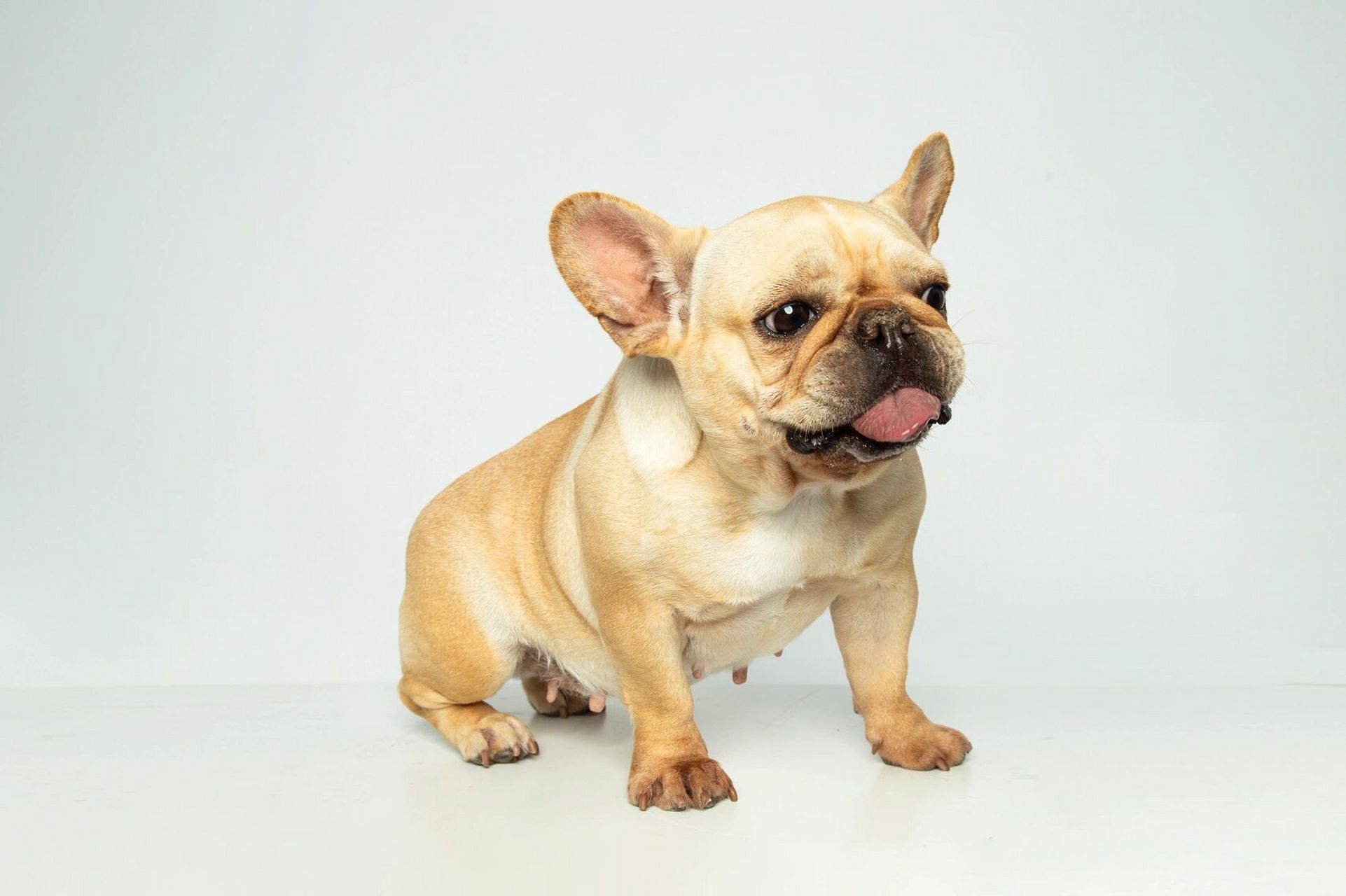 萌宠照～法斗～狗狗证照片   一只一岁多的狗狗,拍摄期间93全程都在