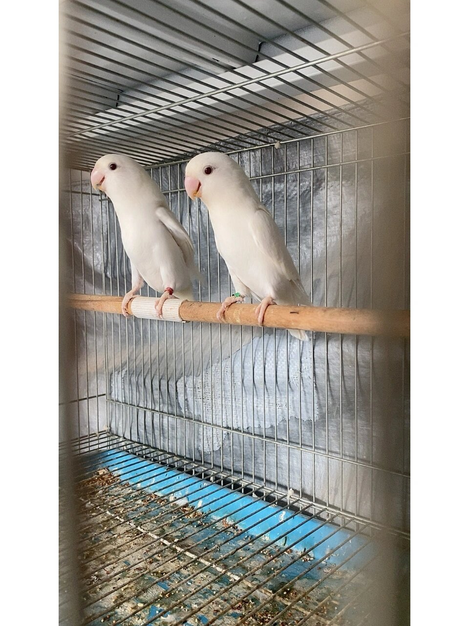 白闪牡丹鹦鹉
