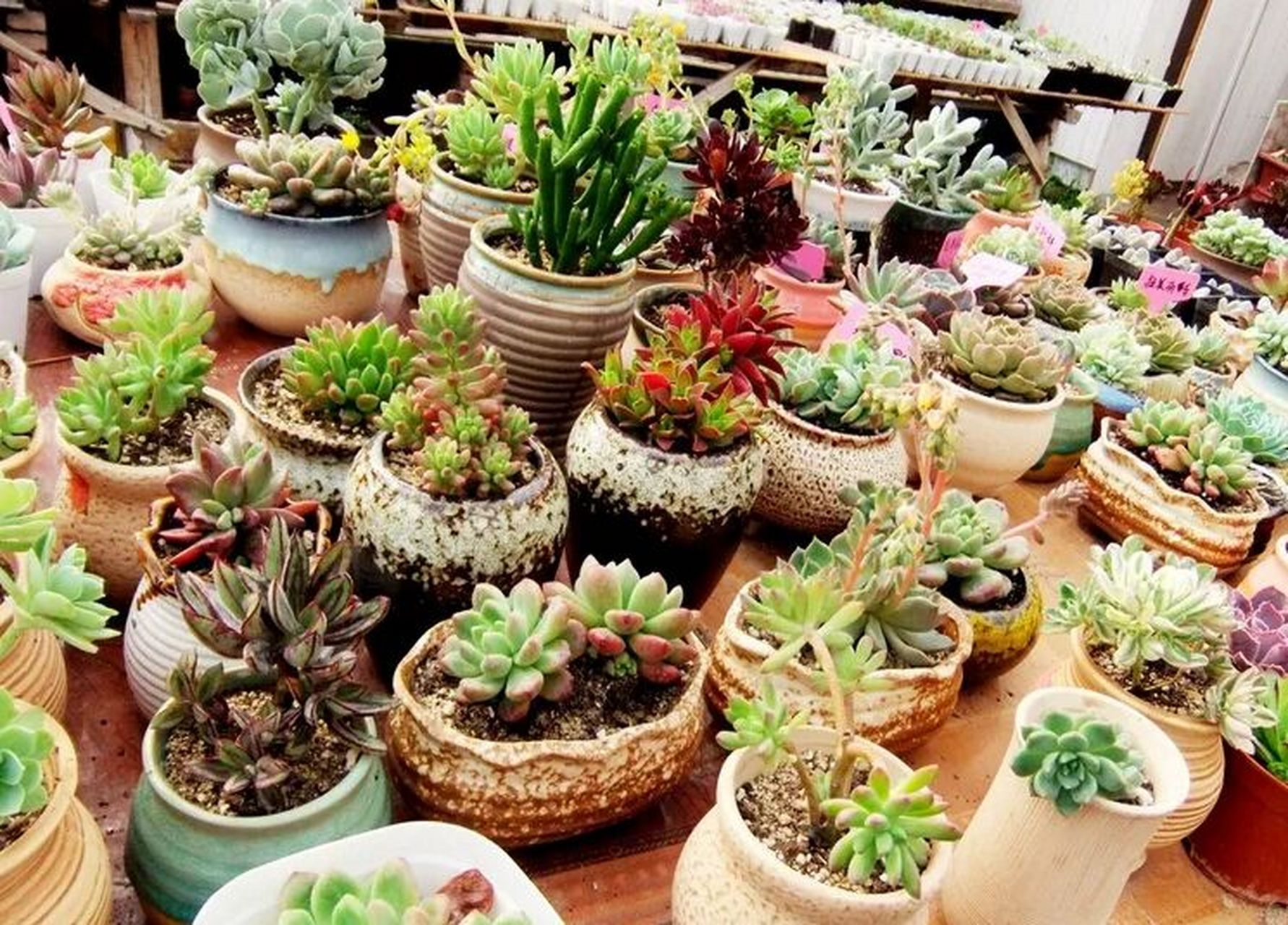花店经营必知多肉植物养护的那些好处  作为正常的一家花店,鲜花绿植