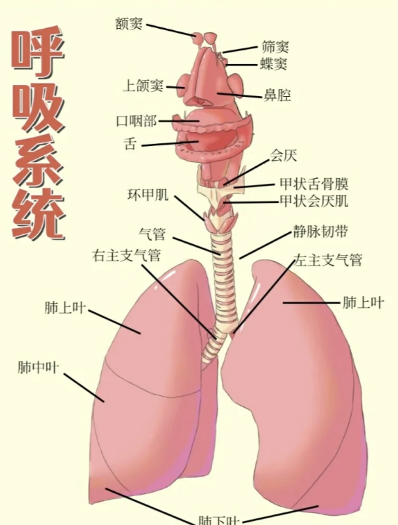 鼻,咽,喉属于上呼吸道,气管和各级支气管属于下呼
