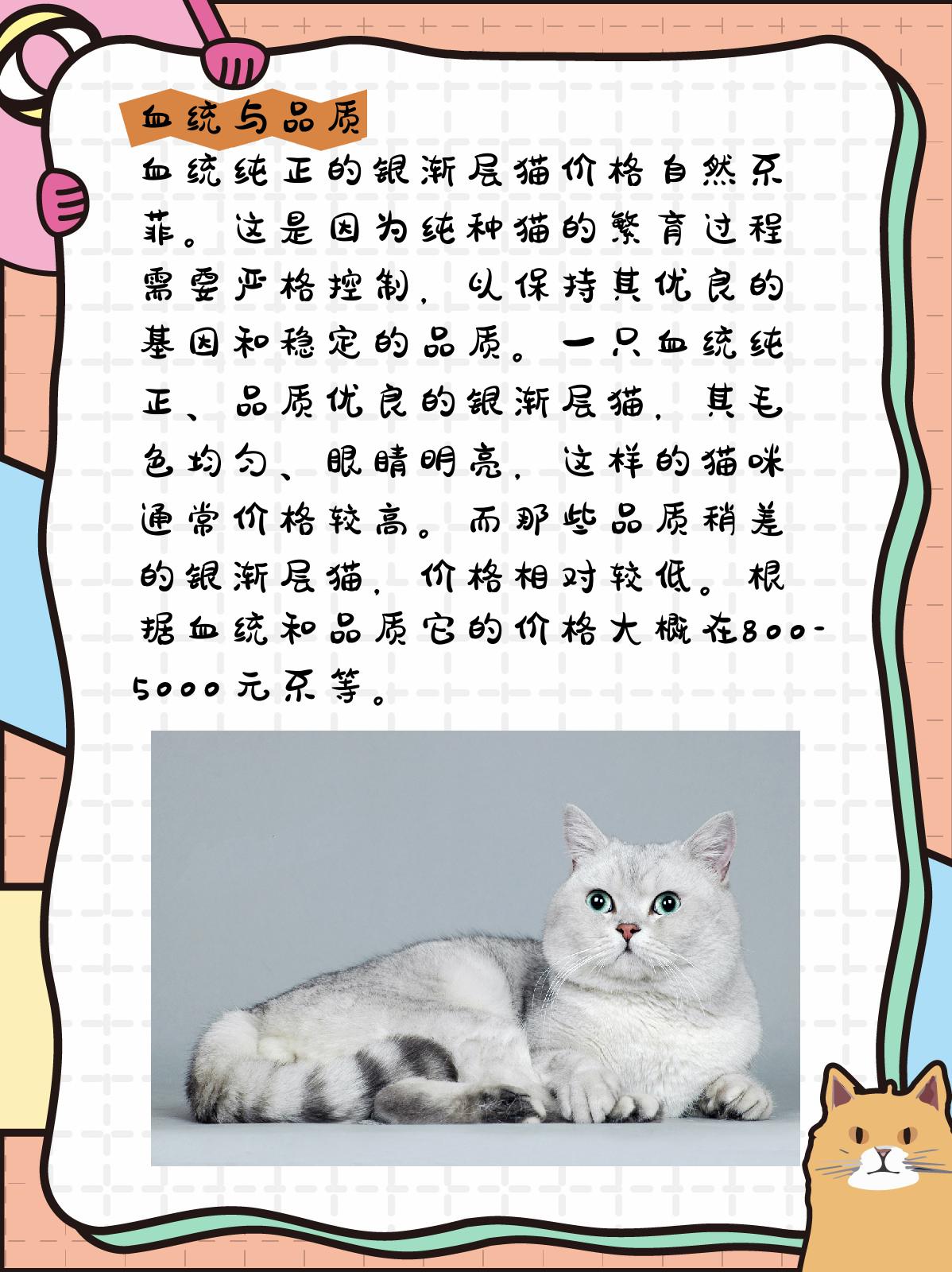 银渐层猫多少钱 银渐层猫,以其独特的魅力,正逐渐成为越来越多人的