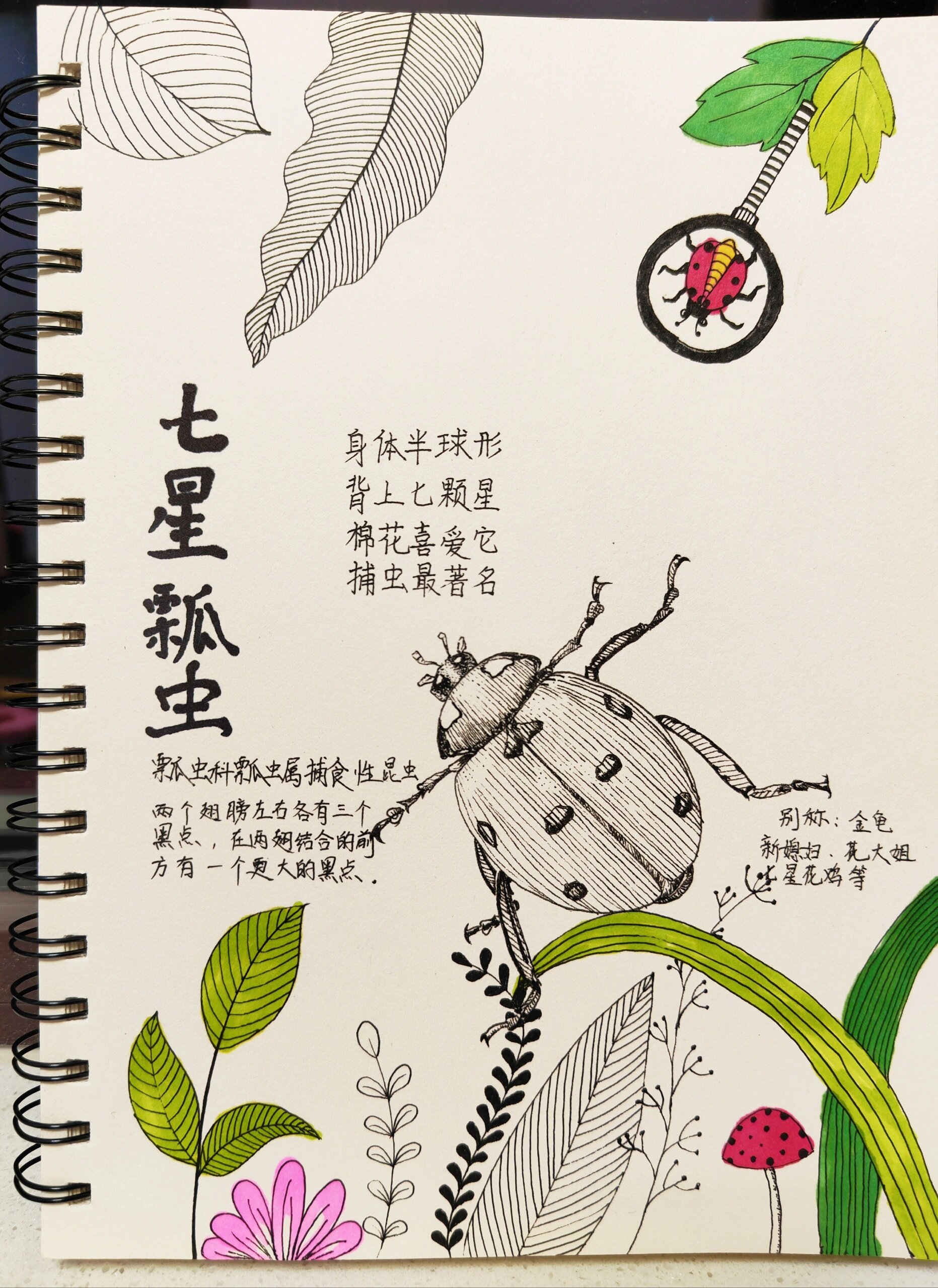 昆虫记—七星瓢虫