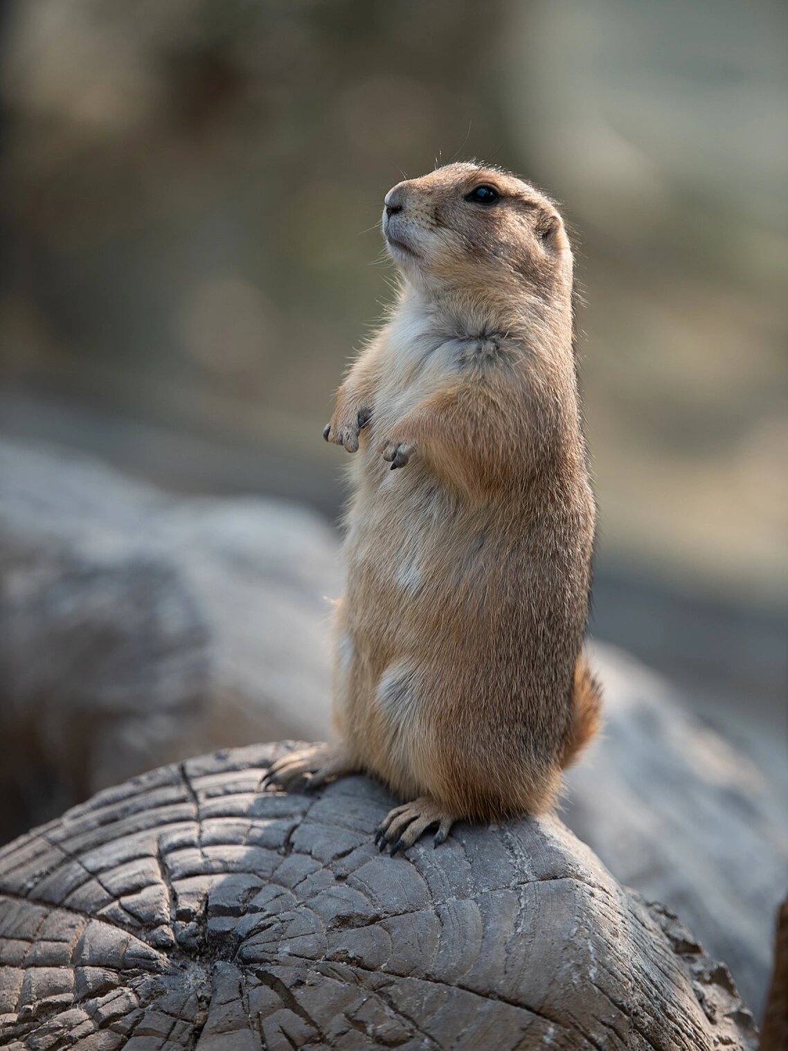 不会"啊～"的小土拨鼠 黑尾土拨鼠 比网红的那个大土拨鼠旱獭小一点