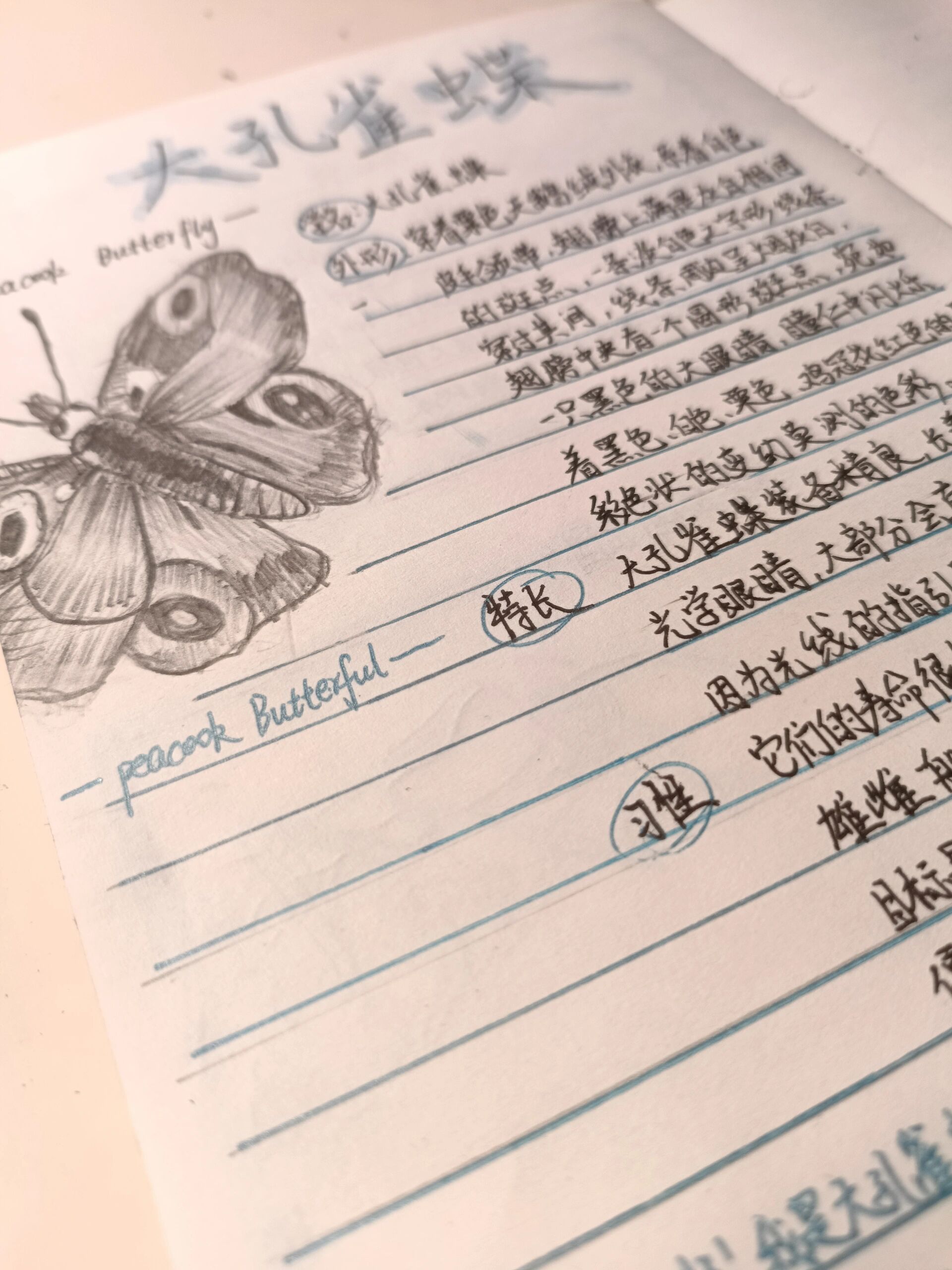 大孔雀蝶昆虫记昆虫档案