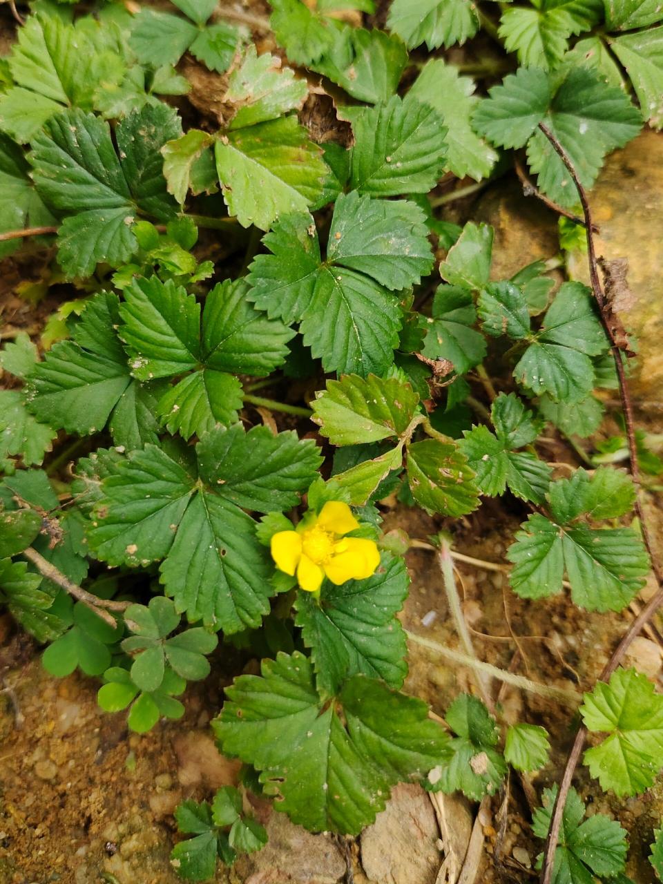 [86]每天认识一种植物—蛇莓 91别名:蛇泡草,龙吐珠,三爪风 91