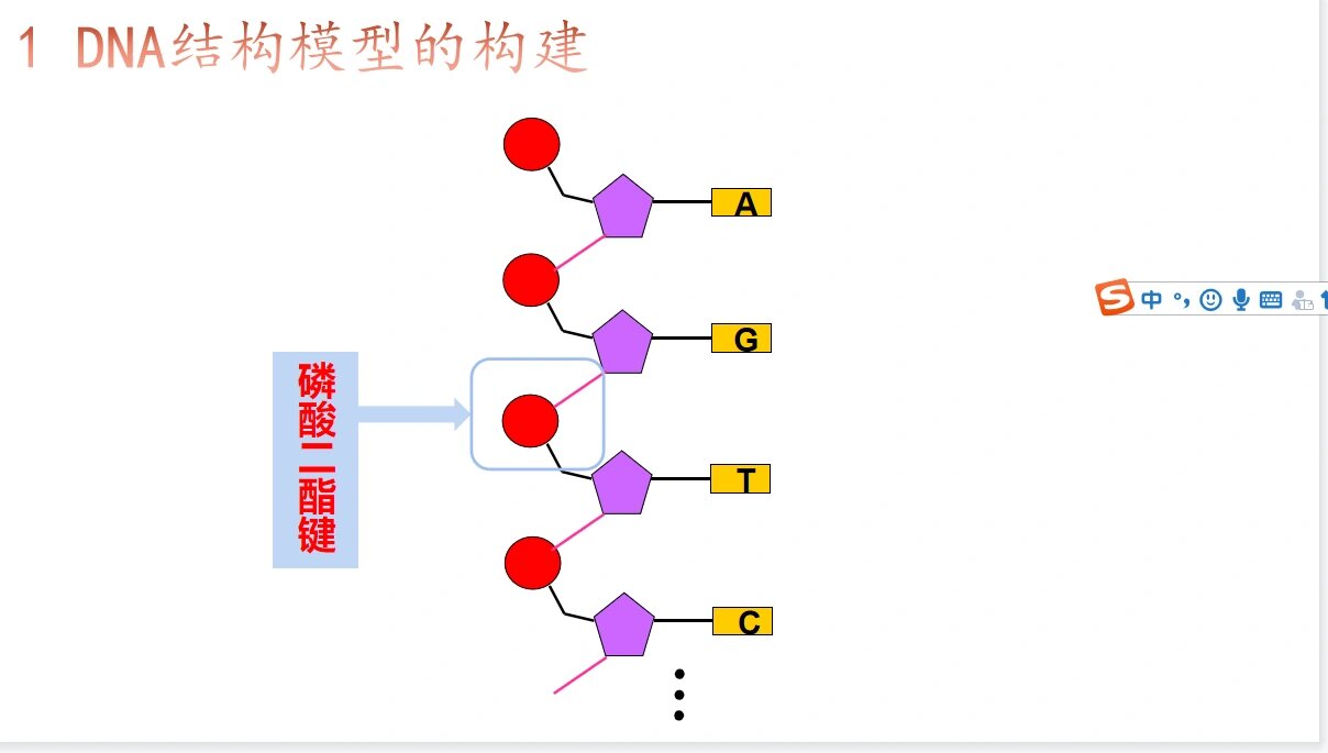 什么是磷酸二酯键图解图片