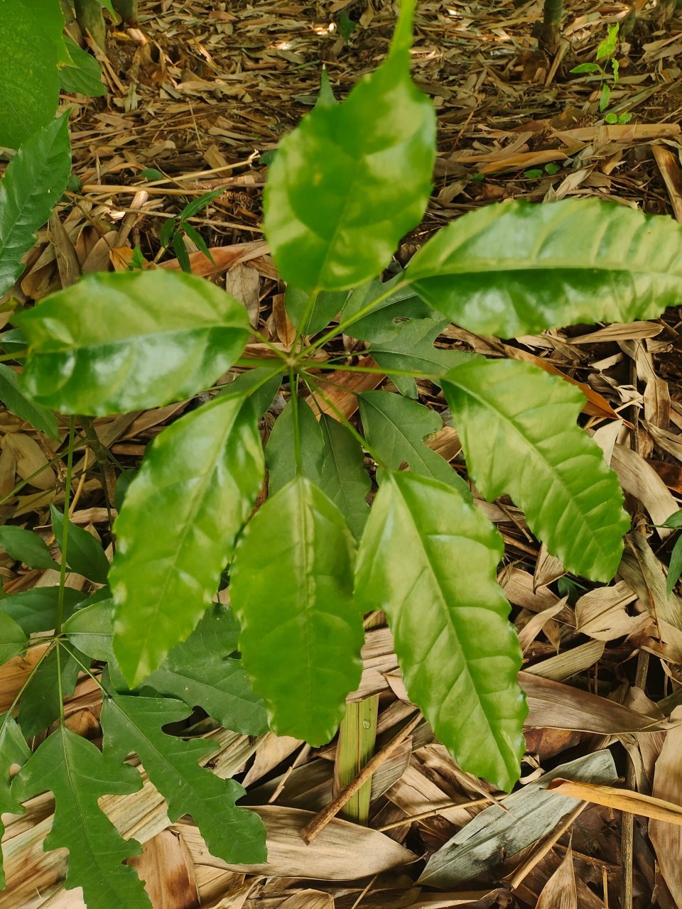 大叶鸭掌木图片