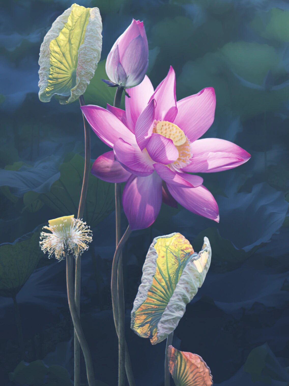 分享一组唯美荷花壁纸,绘画素材,希望喜欢!