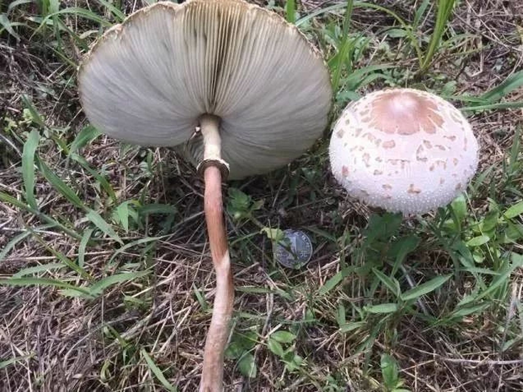 大青褶伞是剧毒蘑菇,是中国最常见和中毒事件最