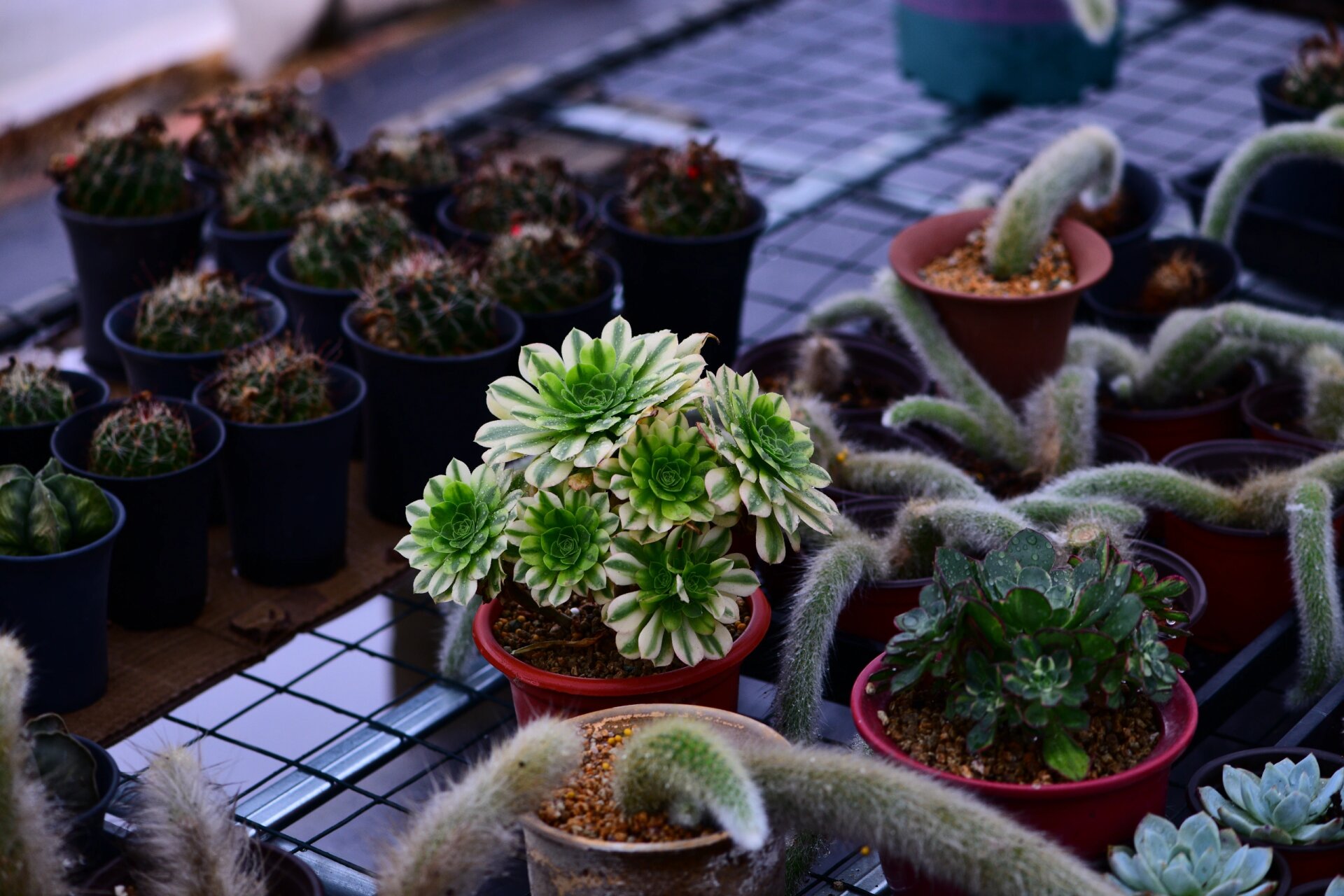 金丝翡翠法师锦 金丝翡翠法师是景天科莲花掌属的多肉植物,为绿羊绒