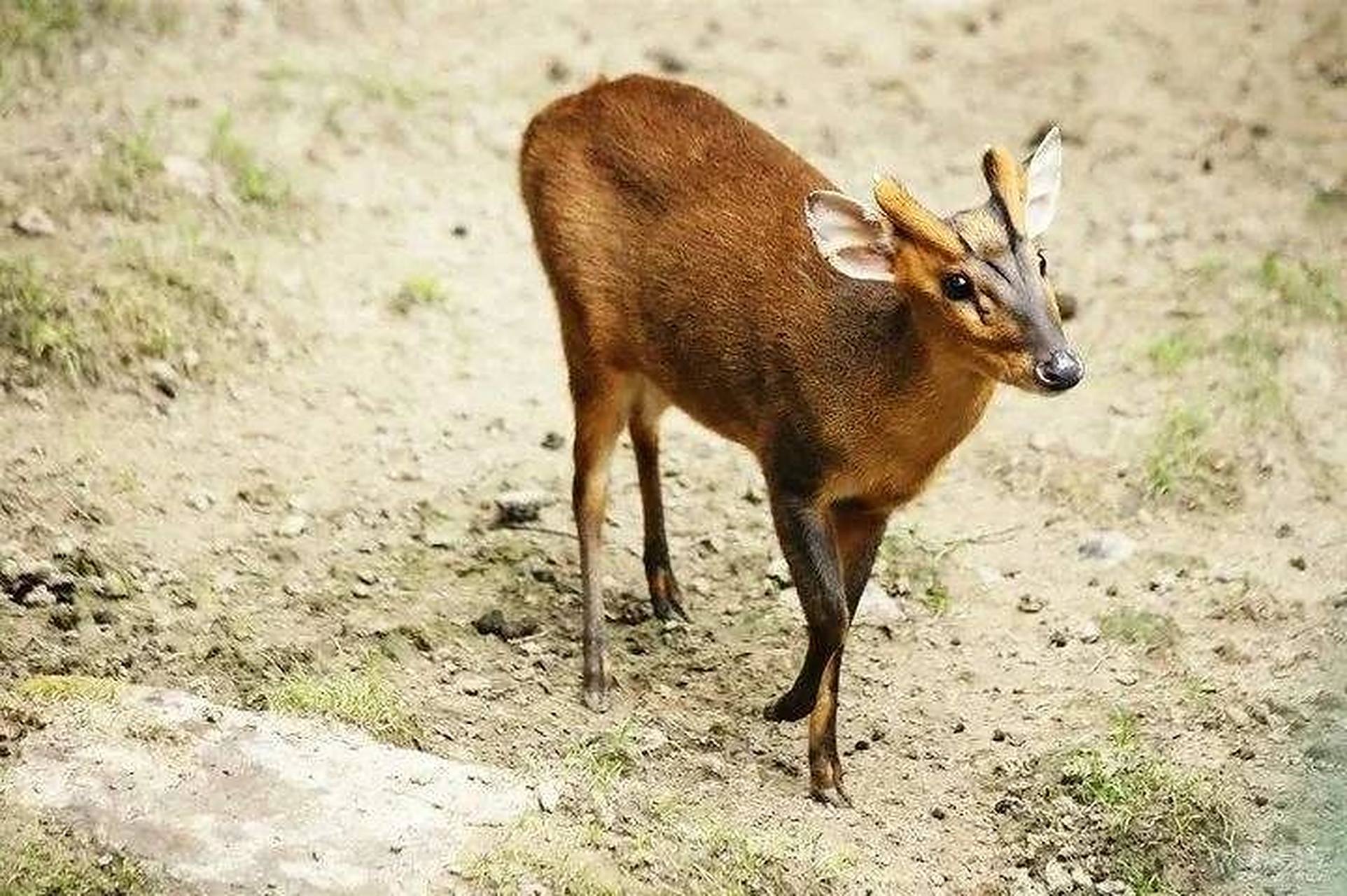 农村说见到麂子进门不能打,打了会出事.