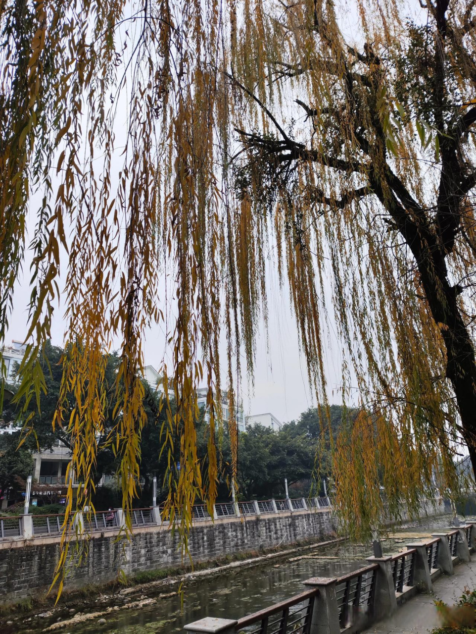杨柳河.河岸杨柳依依. 柳树垂下淡黄色的 丝绦.成为一道美丽的风景.