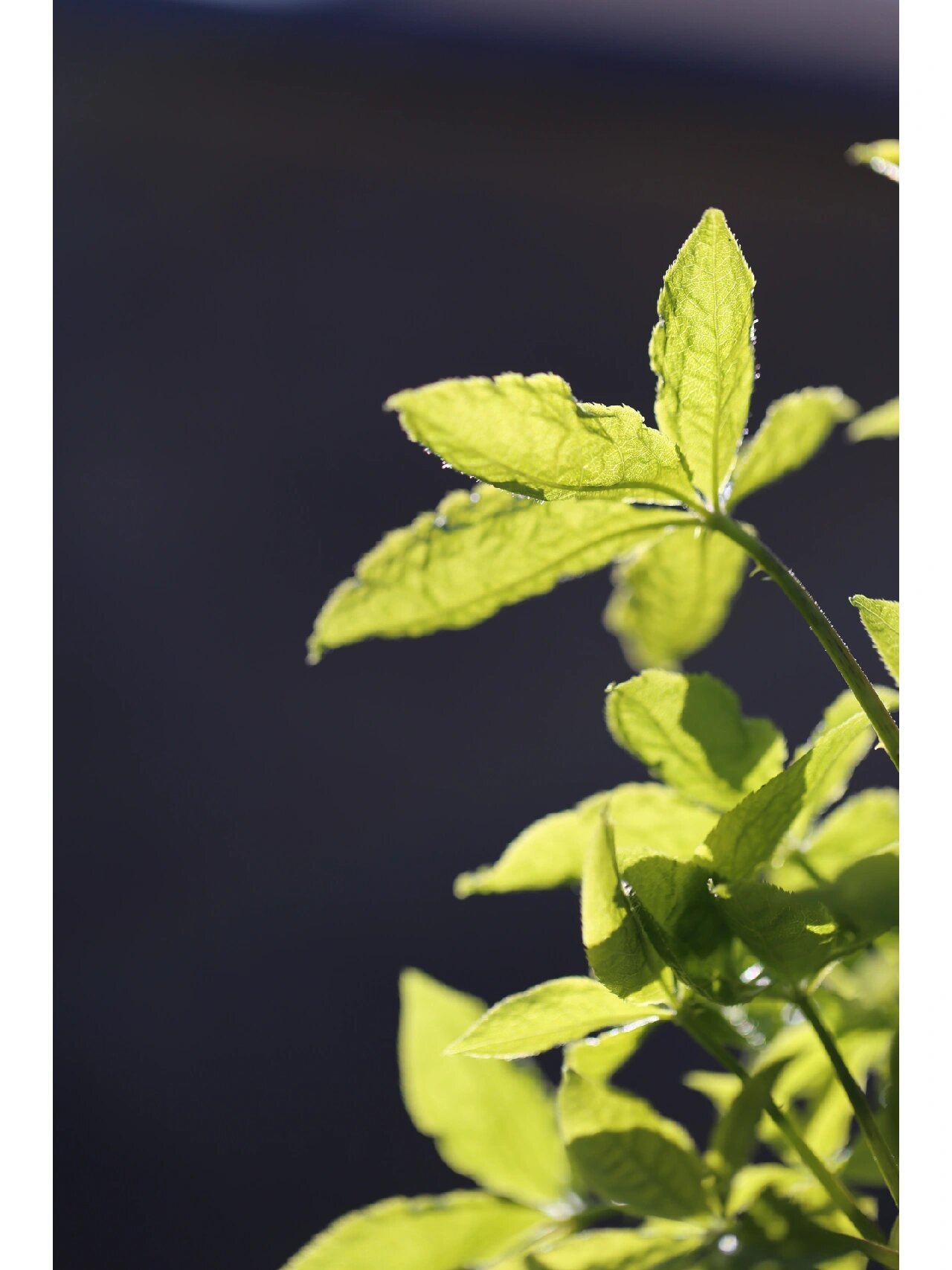 摄影日常 | 刺五加 97 妈妈菜园子里的刺五加,这几天已经长出嫩芽来