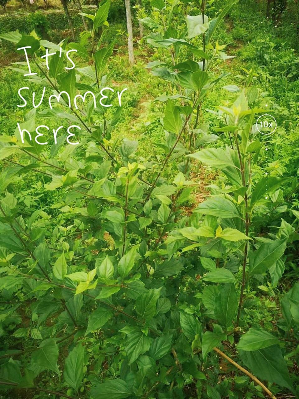 来看看绿油油的观音树吧,心情都变好了7815  一大片绿油油长势喜