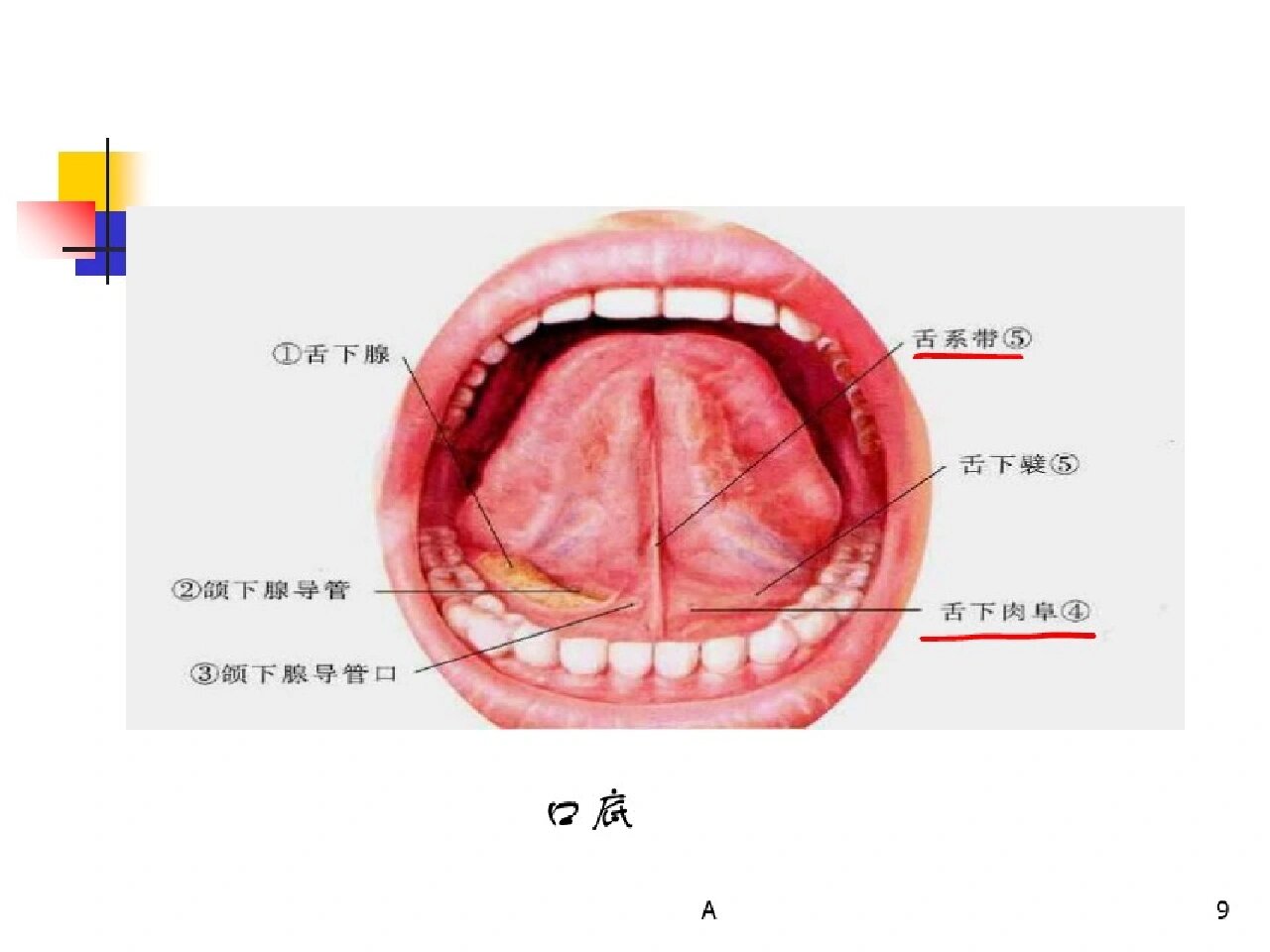 口底,舌,腭