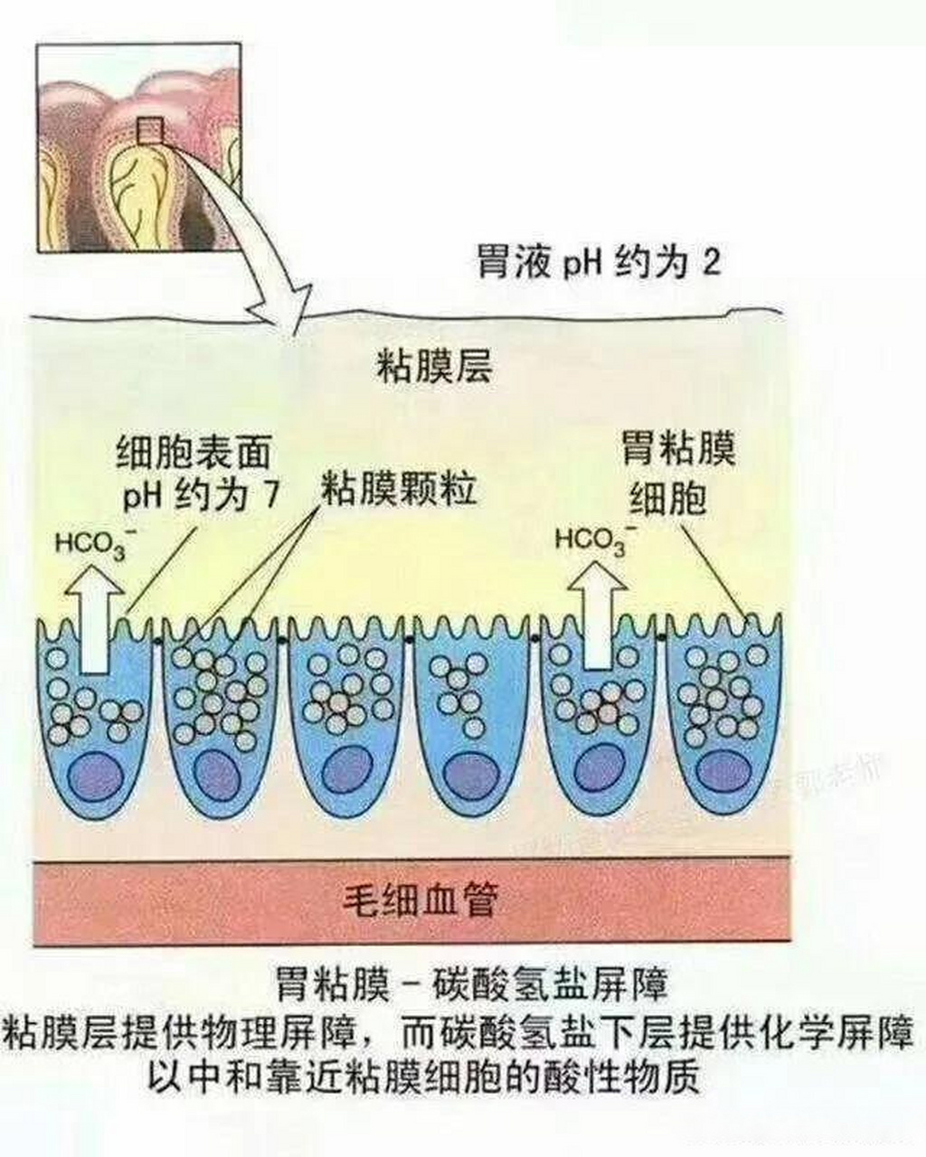 胃壁的五层结构图片