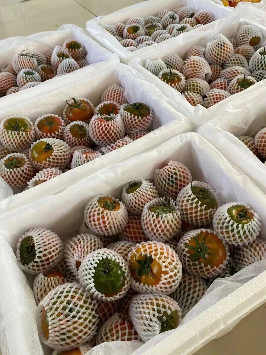 全大连最好吃的铁柿子 酸甜可口爽脆多汁倍儿爽!