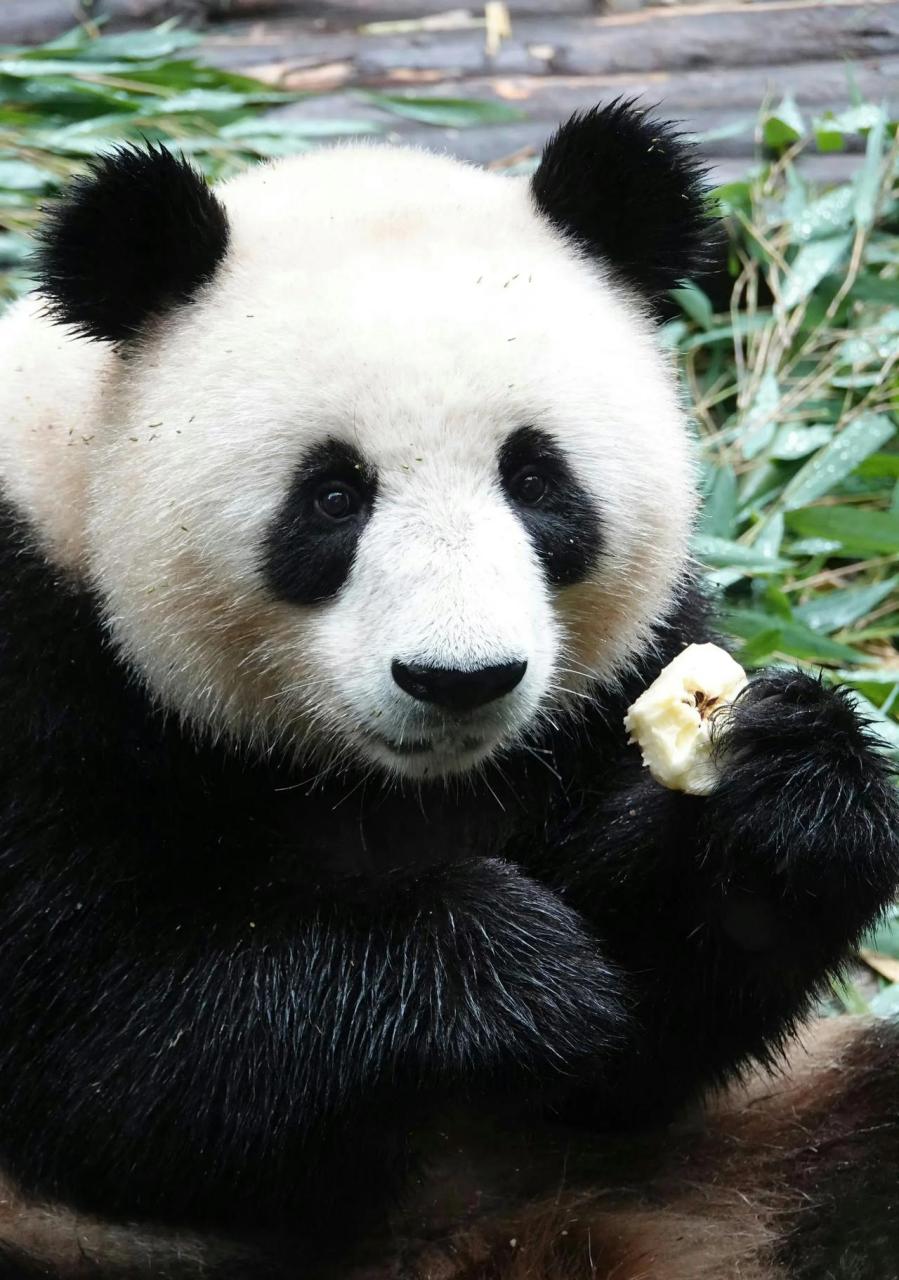 昨天,大熊猫润玥和艾玖度过了3岁生日,它们吃到了美味的蛋糕,得到大家