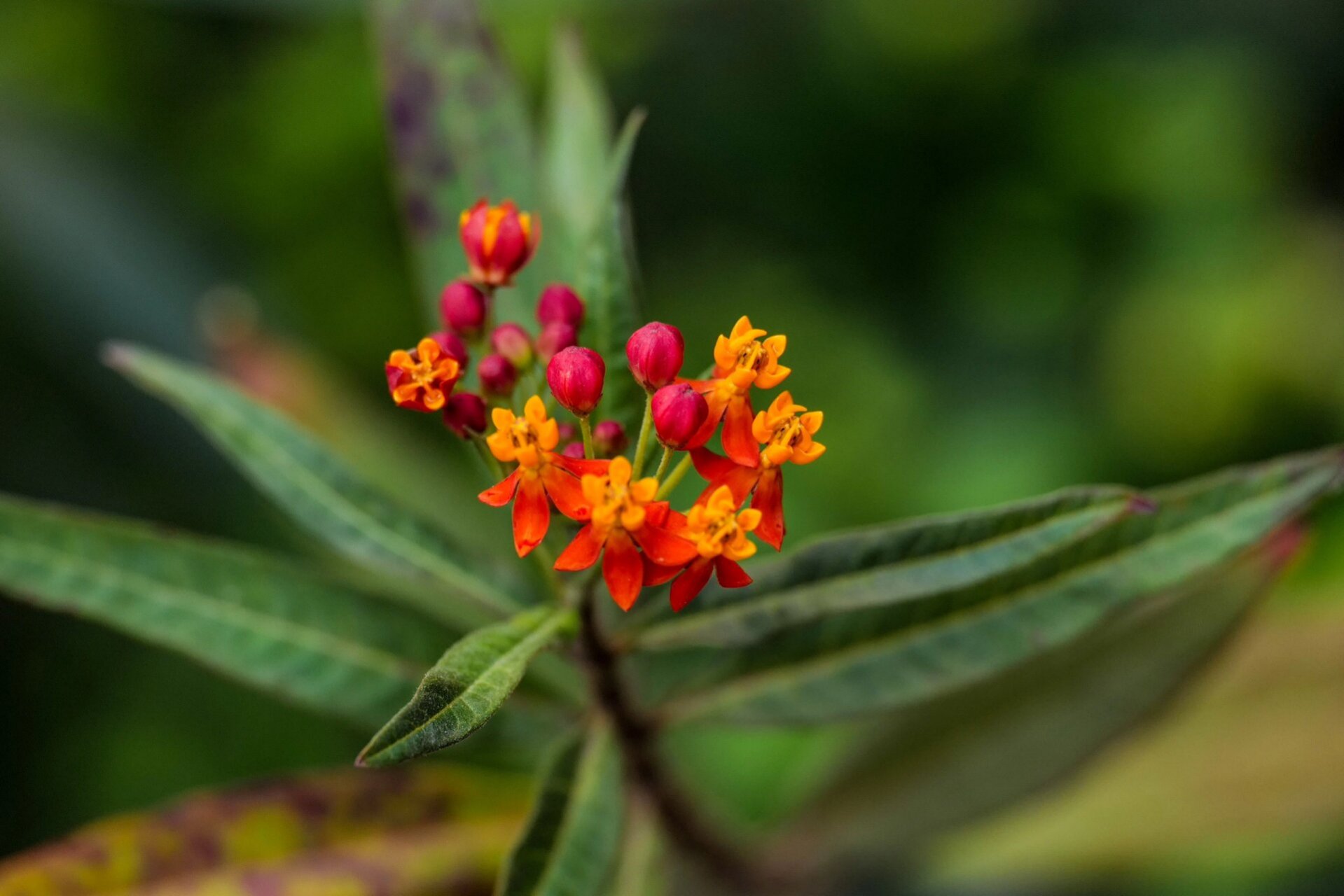 【从希腊神话到庭院好花61"双面医神"马利筋】 认识马利筋,首先是从