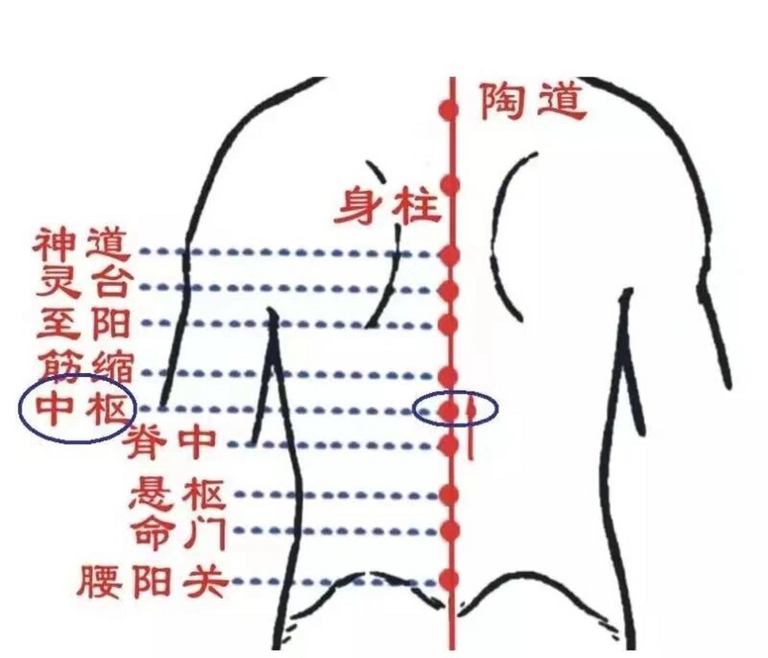 1分钟中枢图解图片