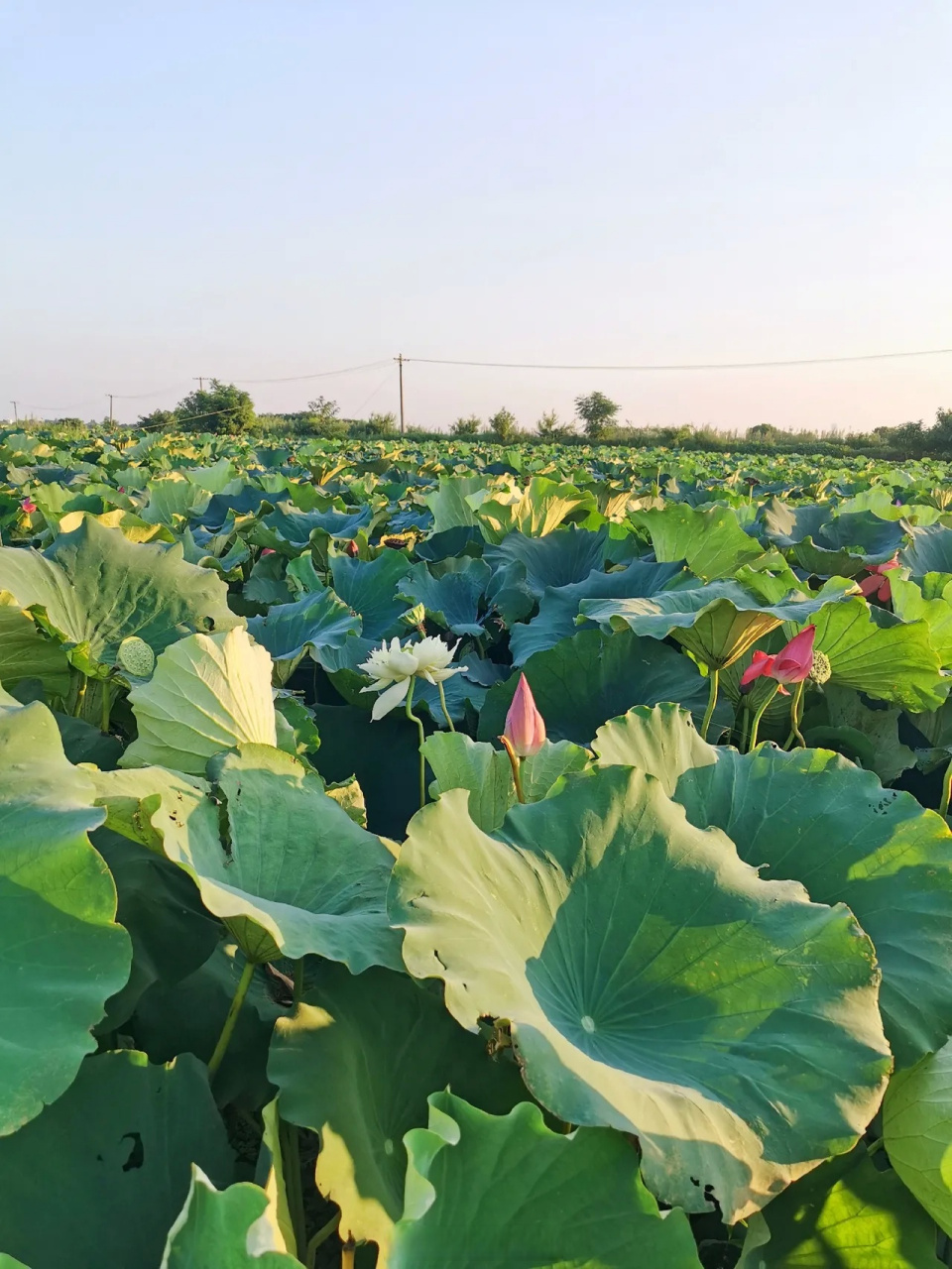 并蒂莲,双生花,四叶菡萏.