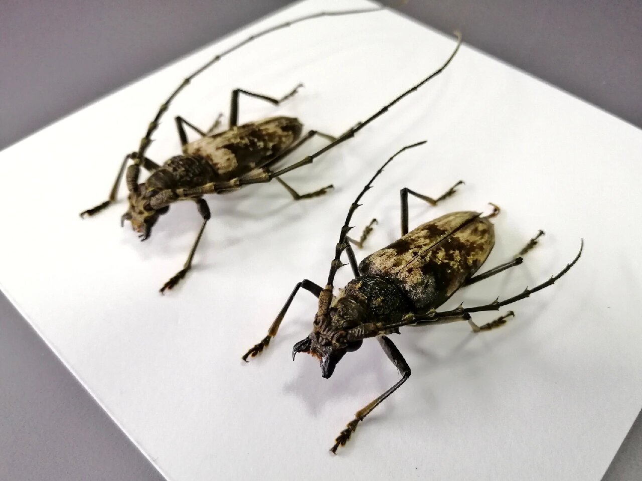 牛系列(7)【恐虫勿入虽然很帅】 刺角天牛【trirachys orientalis