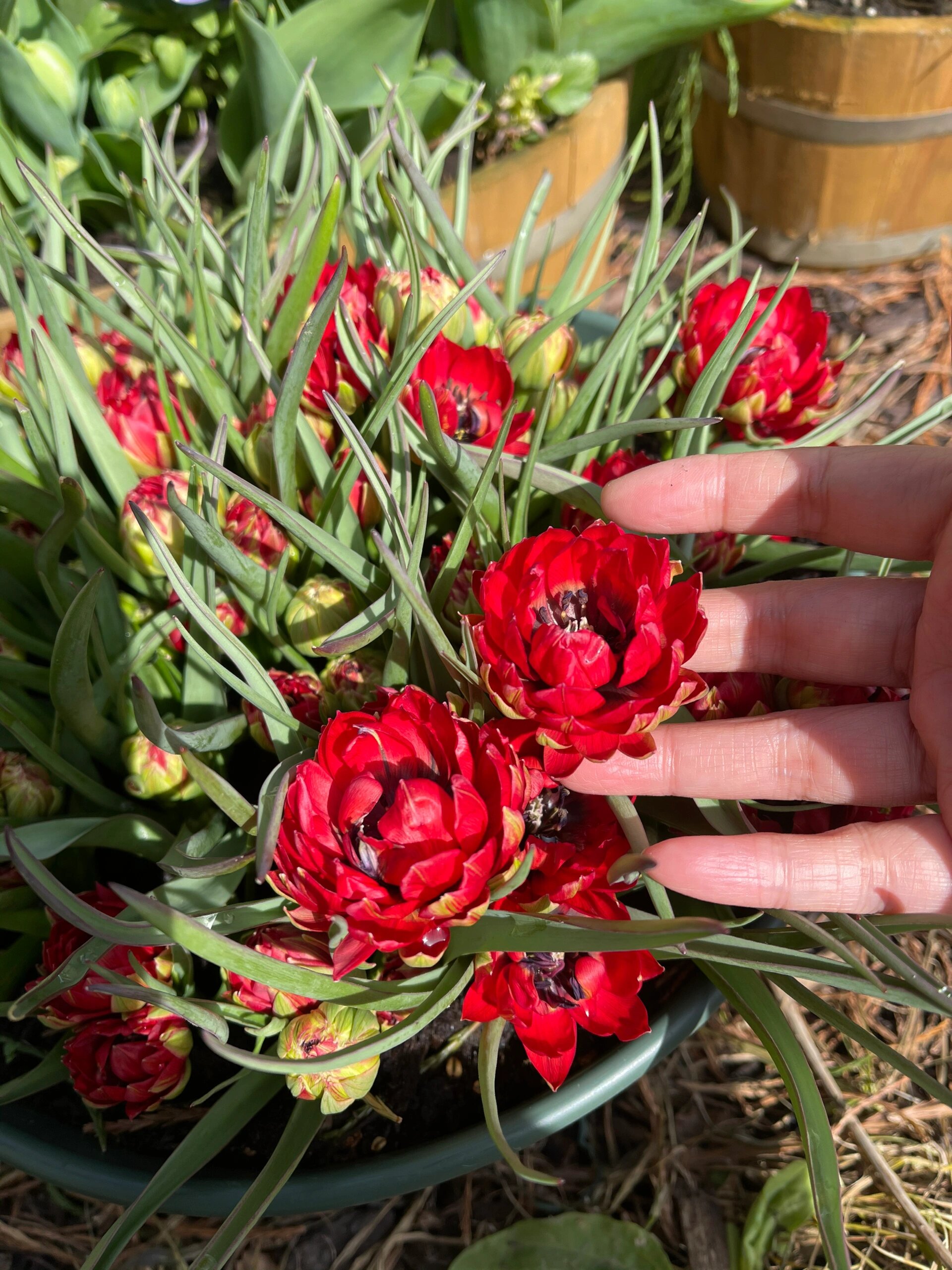 原生郁金香萨曼沙samantha 花量优秀,每株3-6朵.