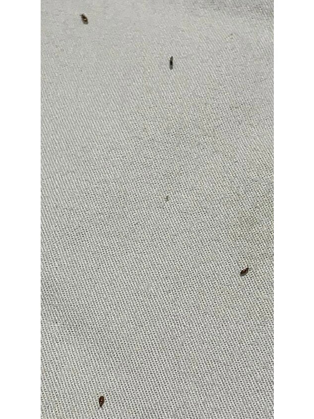 求助,床上突然有好几只这种小虫子这个是什么虫,一般怎么解决