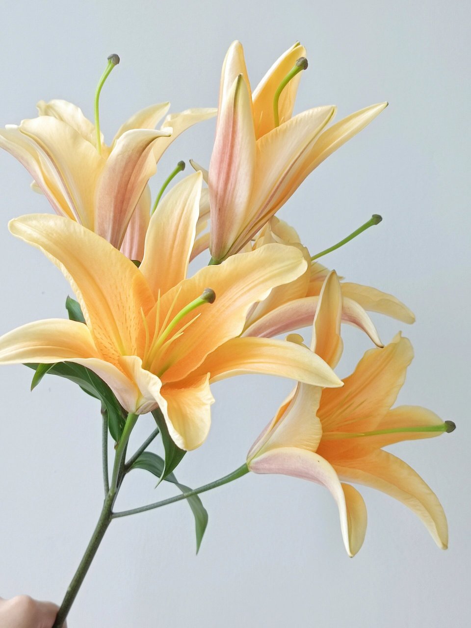 多头香水百合·晚霞|当正午阳光遇上晚霞～                    94