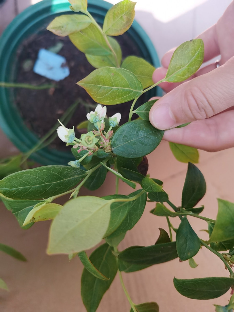 真假蓝莓苗 图②③是一个星期前在拼多多上面买的假苗 图①④⑤⑥是在