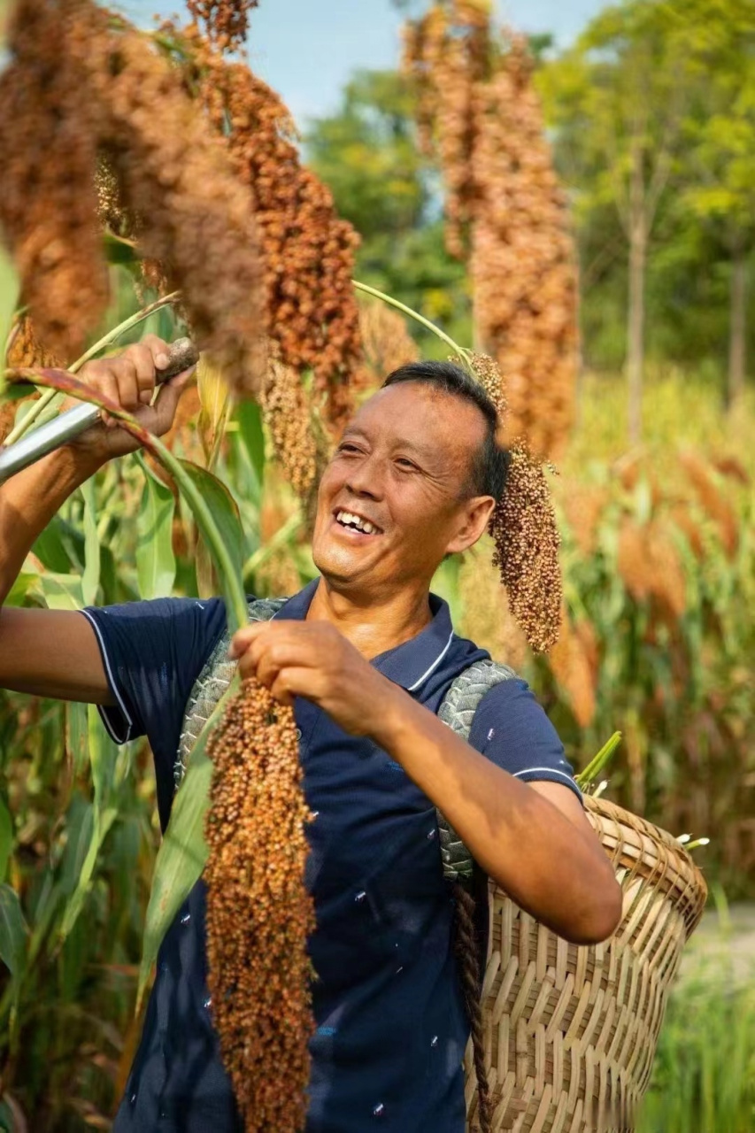 #丰收的季节##红樱子糯高粱# 丰收了 农民伯伯喜笑颜开 好原料酿好酒 