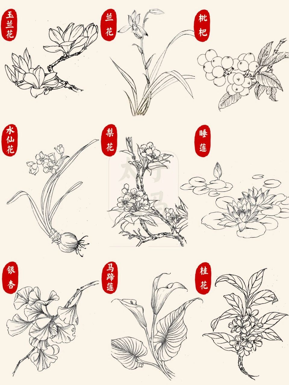 国画入门|93线描/白描花卉合集97第2弹 98今天分享的是玉兰花