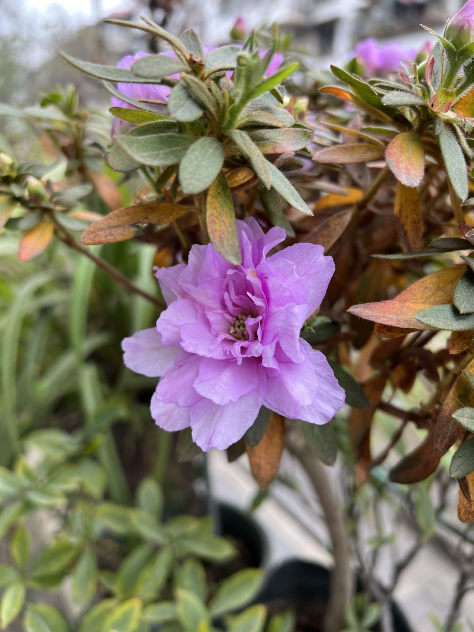 岸牡丹杜鹃 很喜欢这个品种,因为在成都是从入冬一直开到春末,颜色也