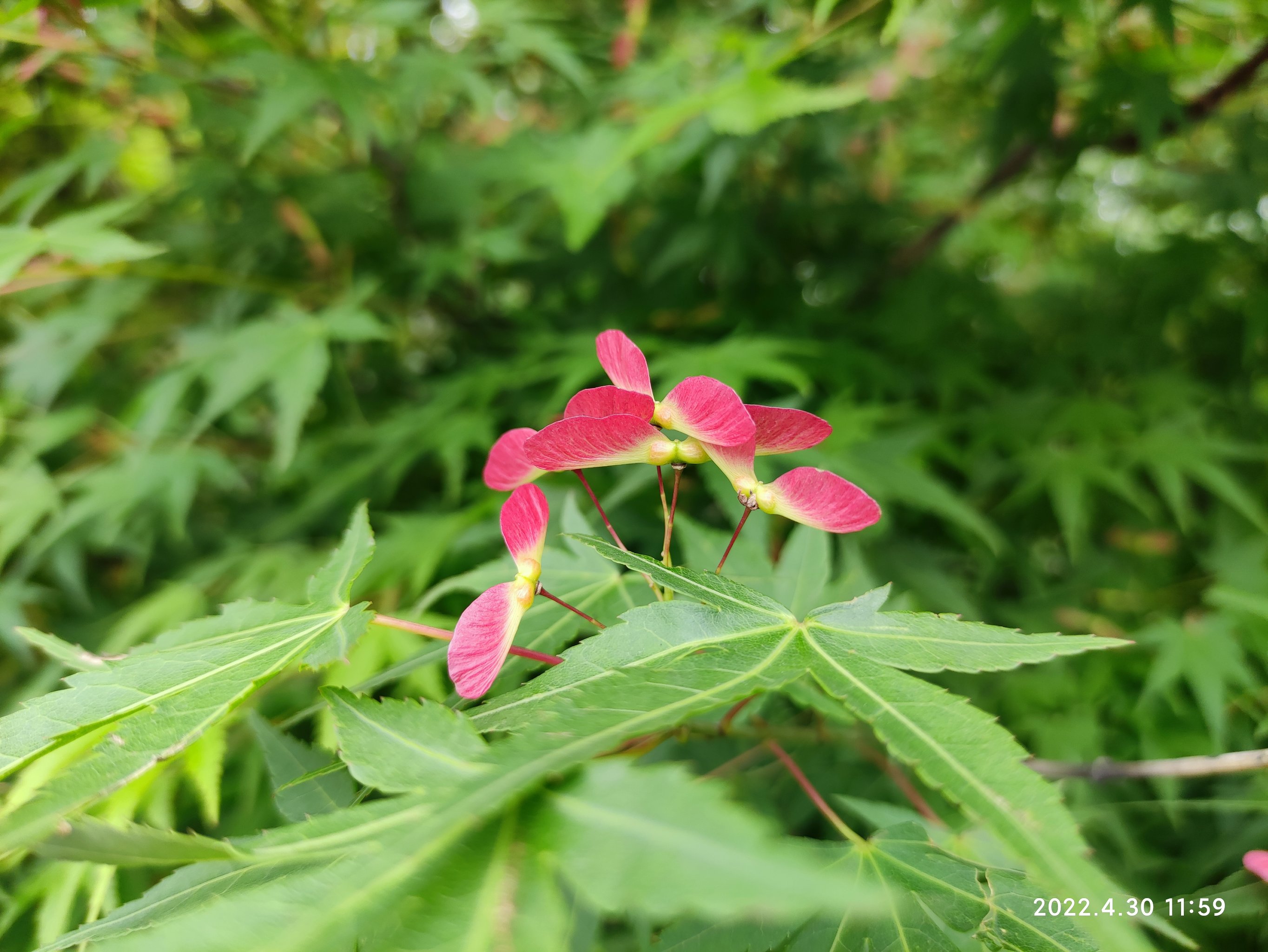 见过枫树开花吗?