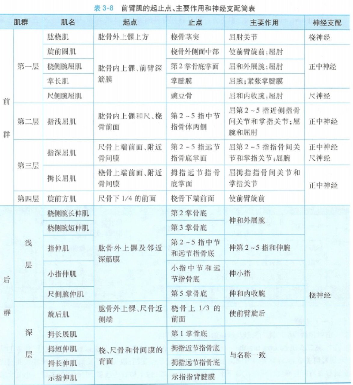 前臂肌 臂肌 起止点作用支配