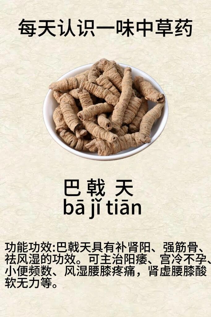 每天认识一味中草药【巴戟天】 别名:鸡肠风,兔子肠等.