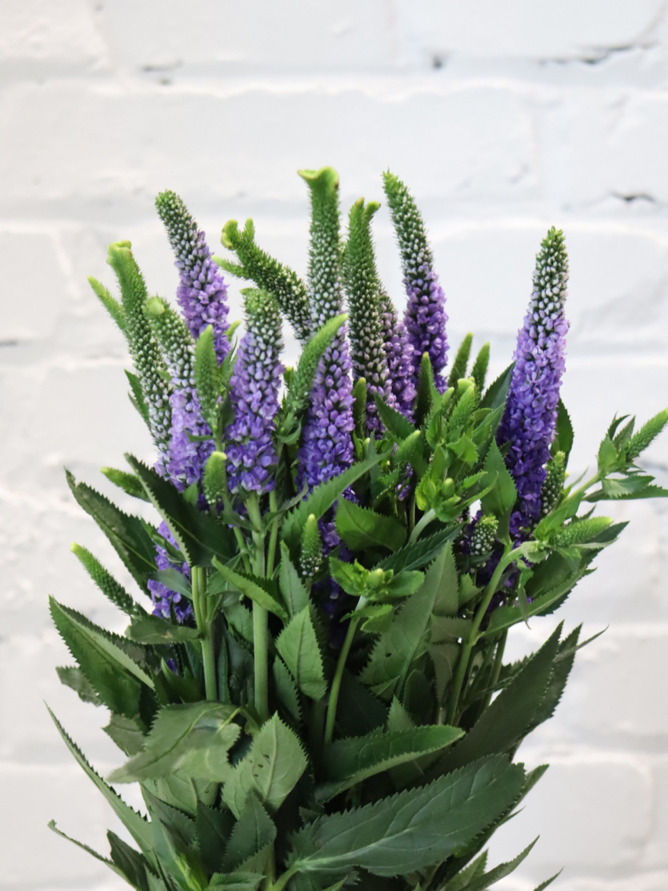 每日识花——鼠尾草 穗花婆婆纳,玄参科婆婆纳属植物.