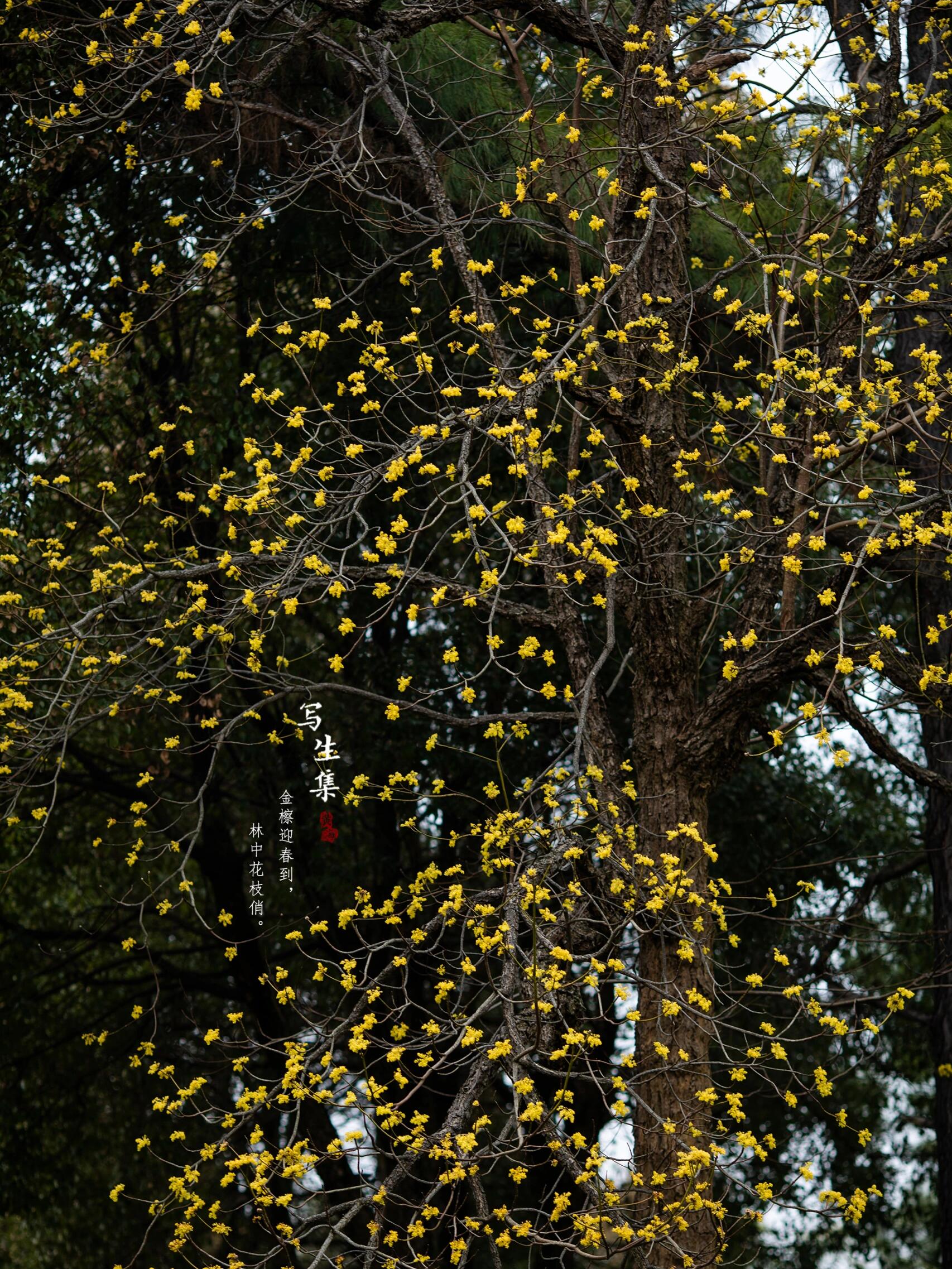 檫木花|sassafras tzumu