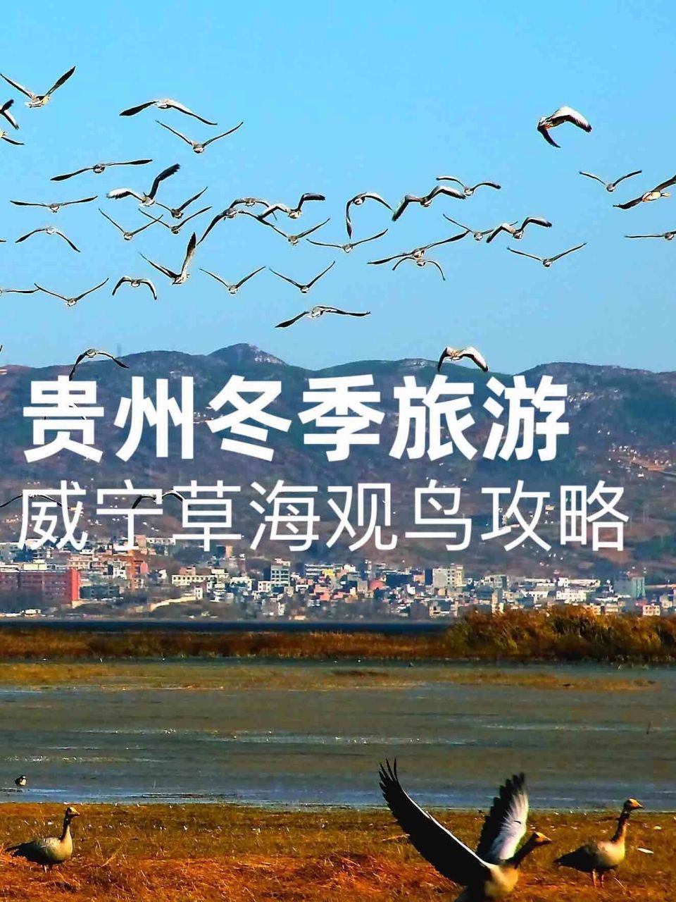 贵州威宁草海旅游攻略图片