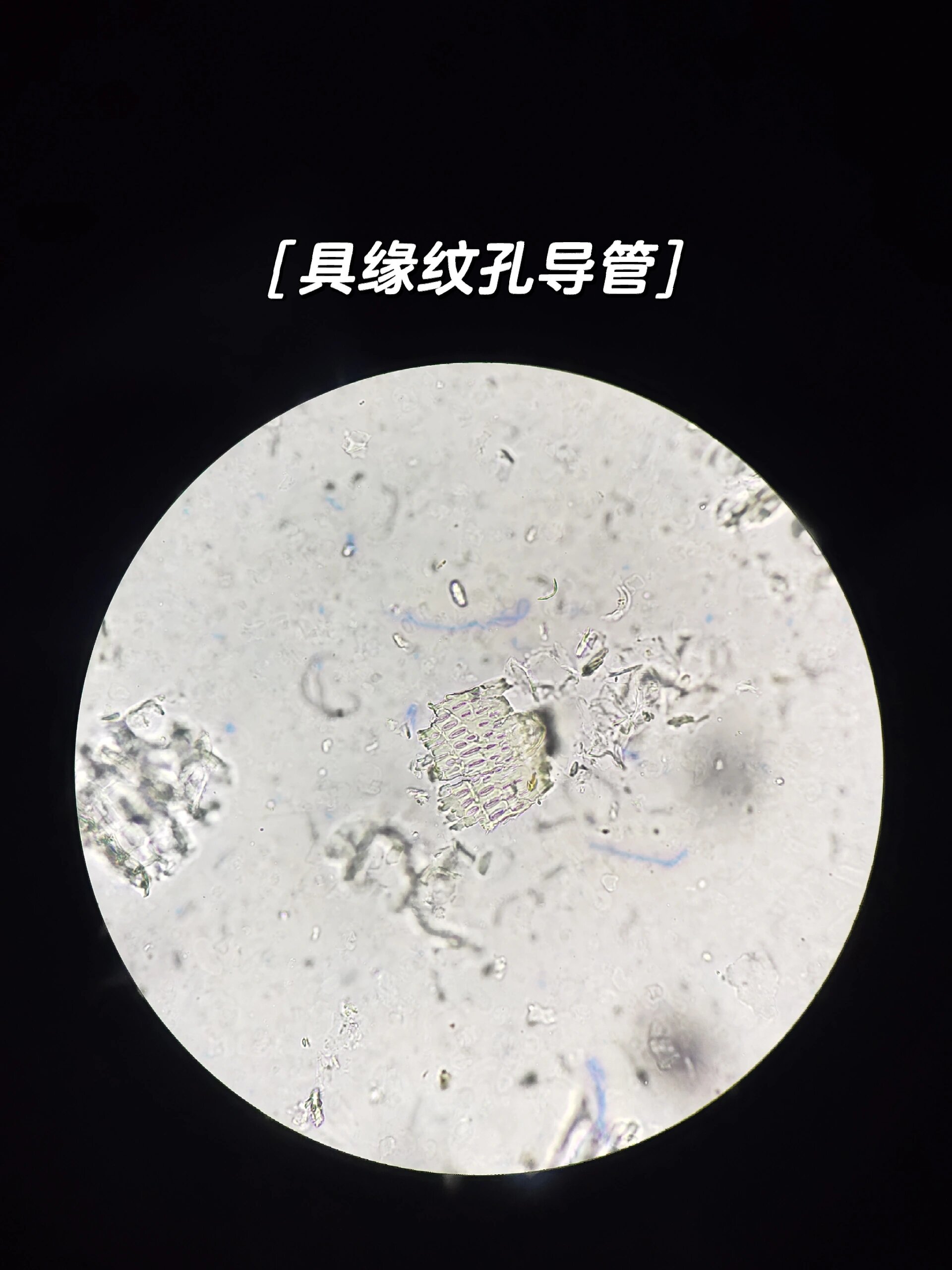 导管:具缘纹孔导管多见. 草酸钙方晶:多见.