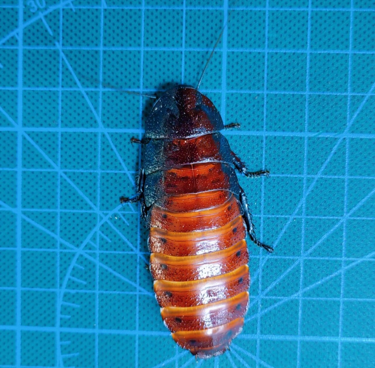 养昆虫的男人|我养了1年半的马岛蟑螂 2020年11月购入10只马岛蟑螂 到