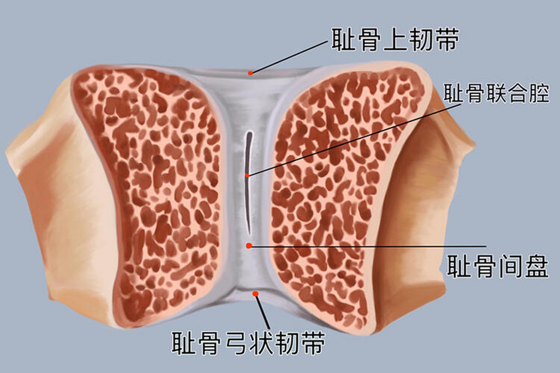 女性耻骨是哪里图片