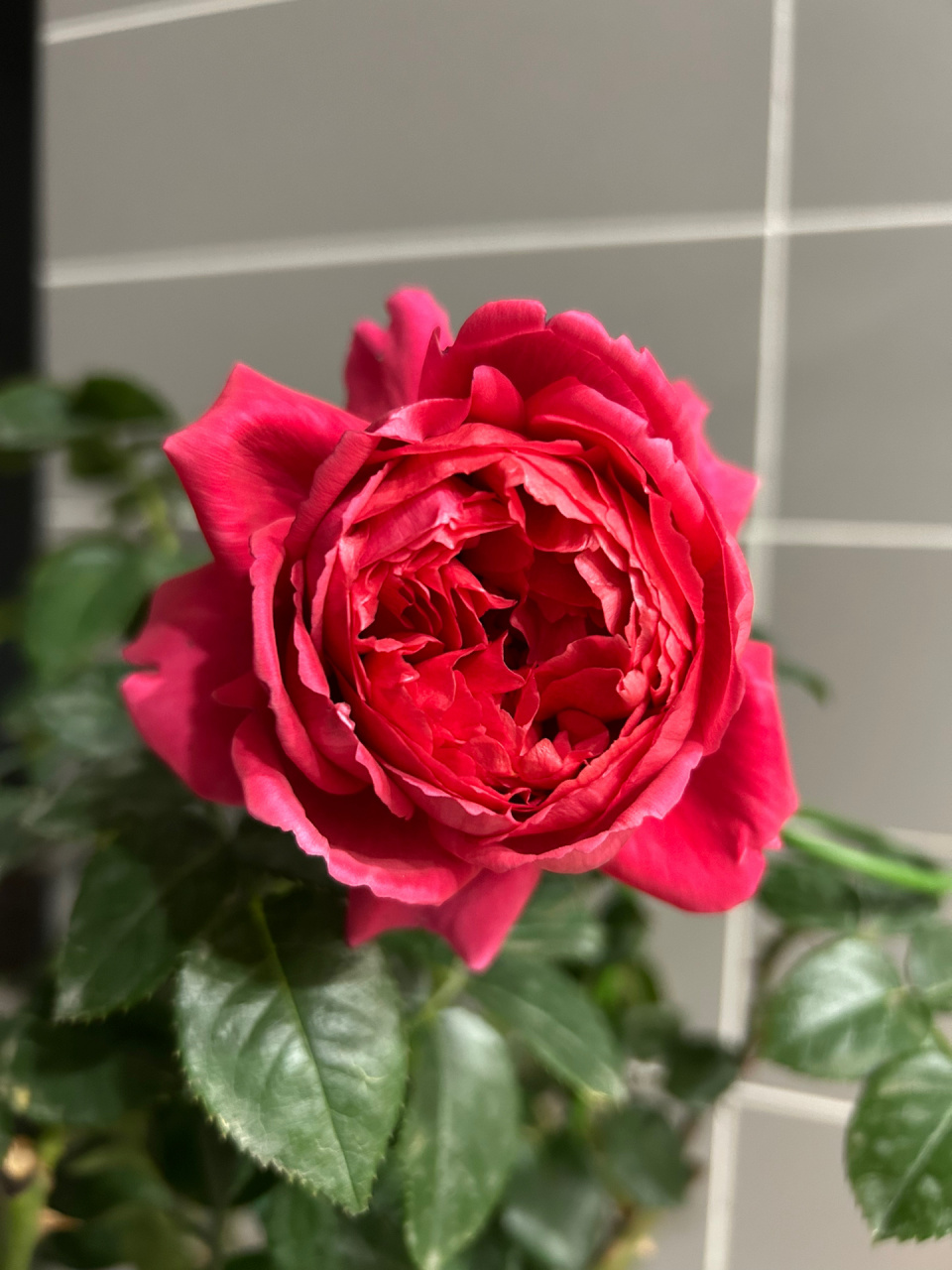 月季真彩230有没有惊艳到你 四大妖花之一的真彩230买回来是因为想养