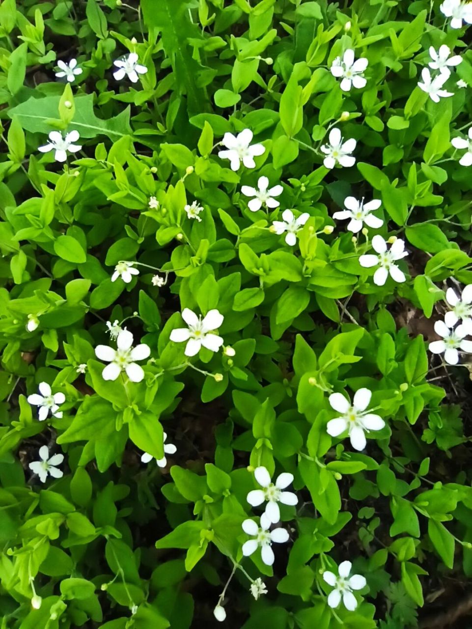 东北野草花(十四)种阜草 石竹科种阜草属多年生草本植物.
