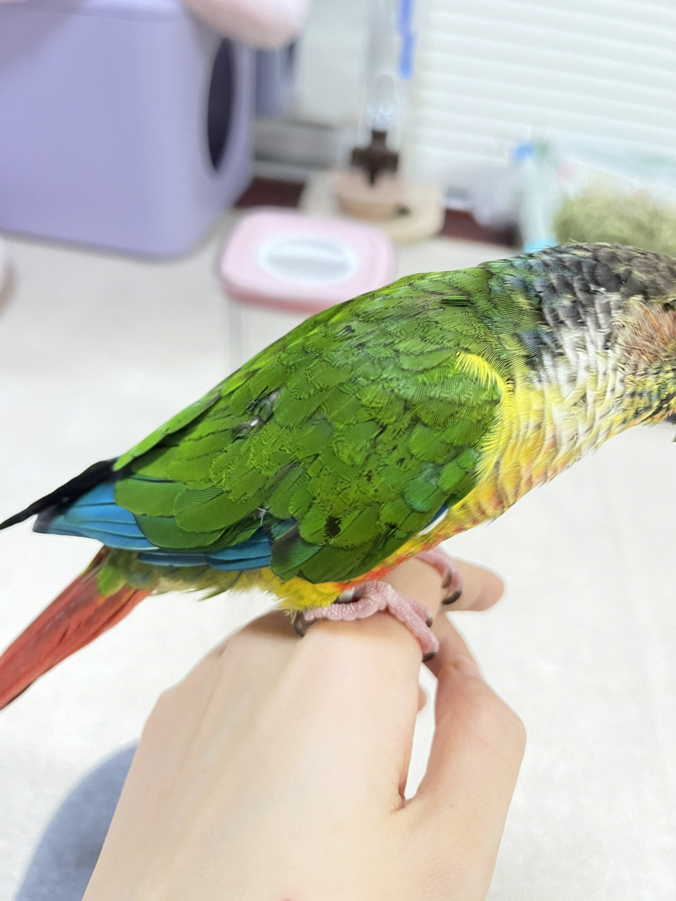 鹦鹉压力纹改善 9月初,发现紫菜有压力纹出现,后面几周到达最严重的