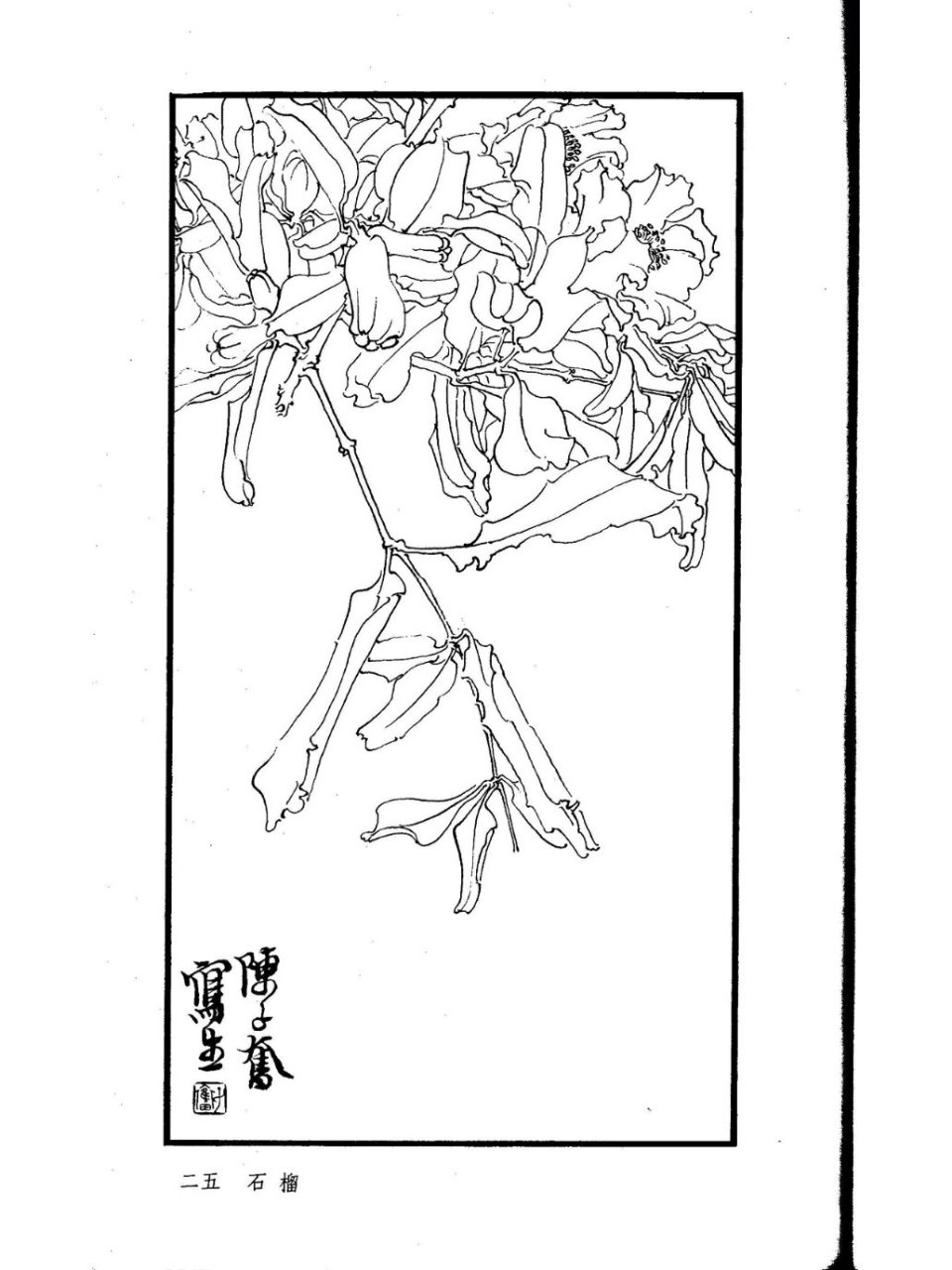 国画必学白描花卉合集 陈子奋临摹 本次共分享六张陈子奋白描花卉