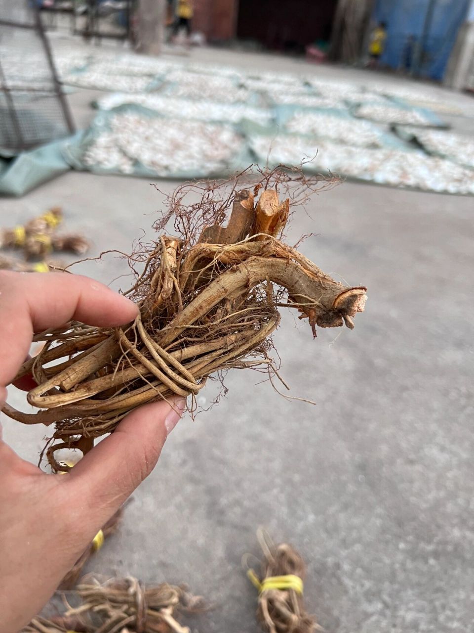 白花牛奶根和五指毛桃可以一起煲汤哦 白花牛奶树根的生长环境为深山