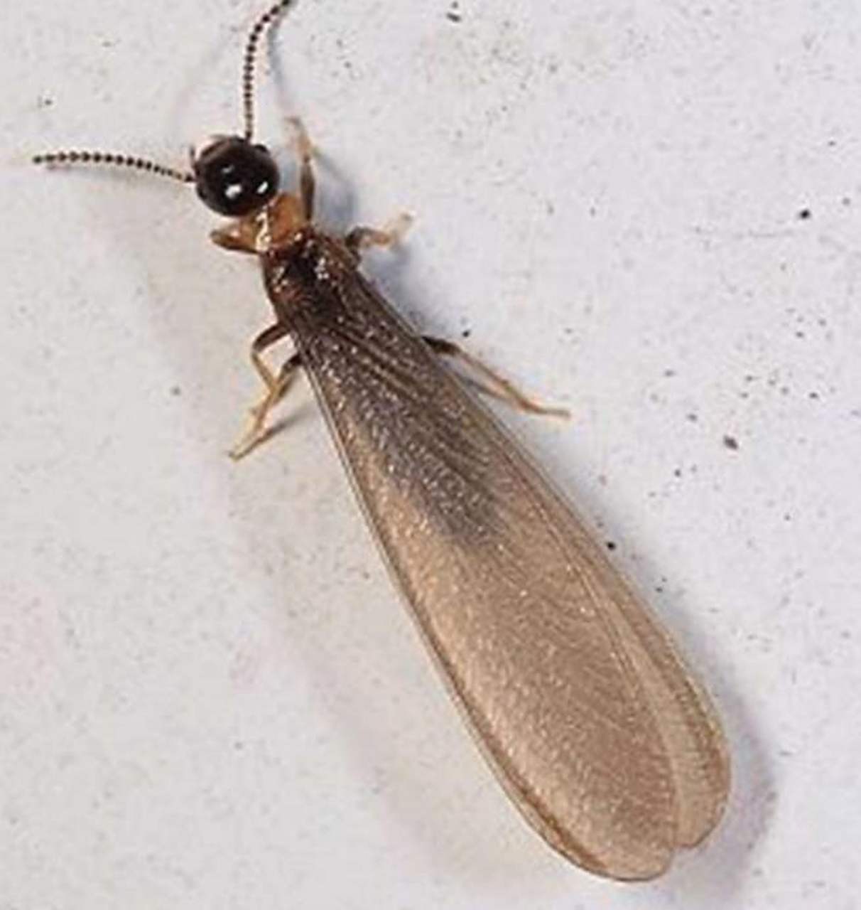 带翅膀的蚂蚁也就是白蚁怎么消灭 蚂蚁一般是在地上爬的,而且没有翅膀