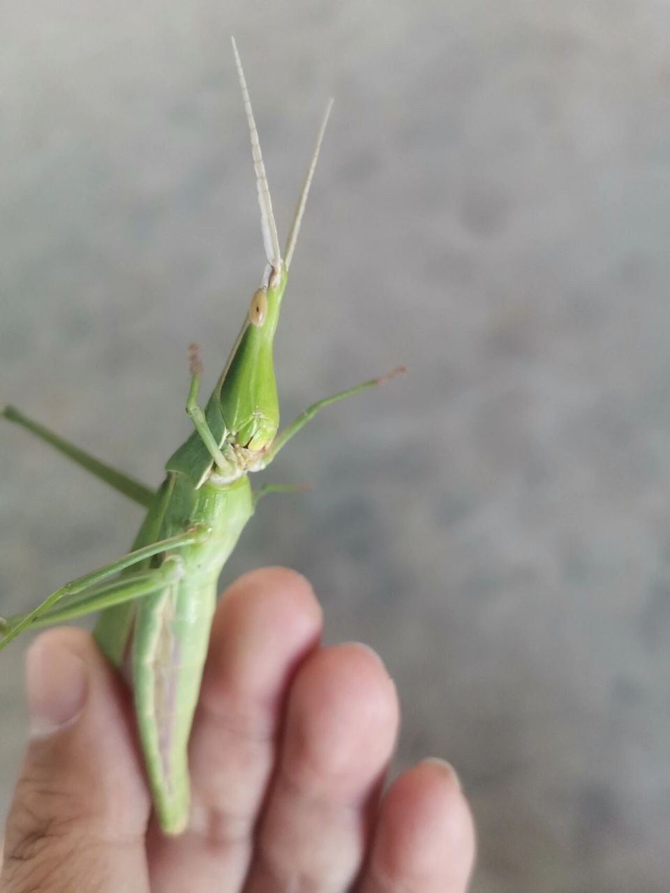 扁担虫子图片大全图片