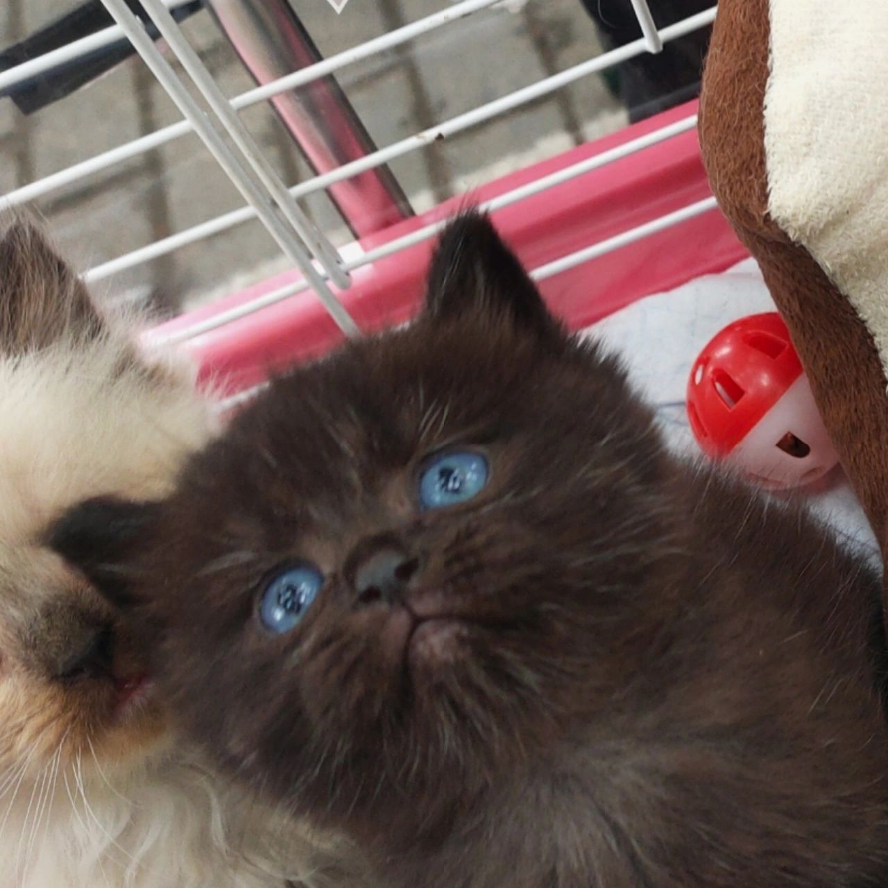 全网求一只蓝眼纯黑毛预算足够 全网收一只蓝眼纯黑猫,短毛,品种不限